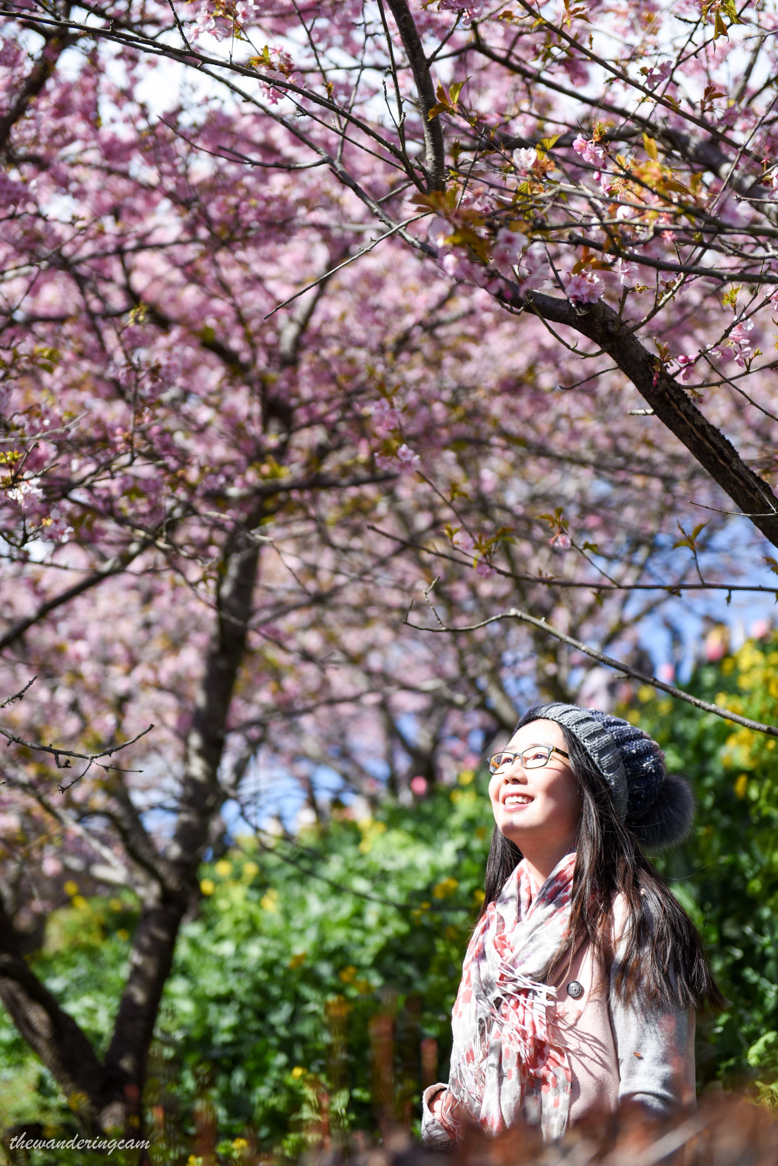 Matsuda cherry blossom festival