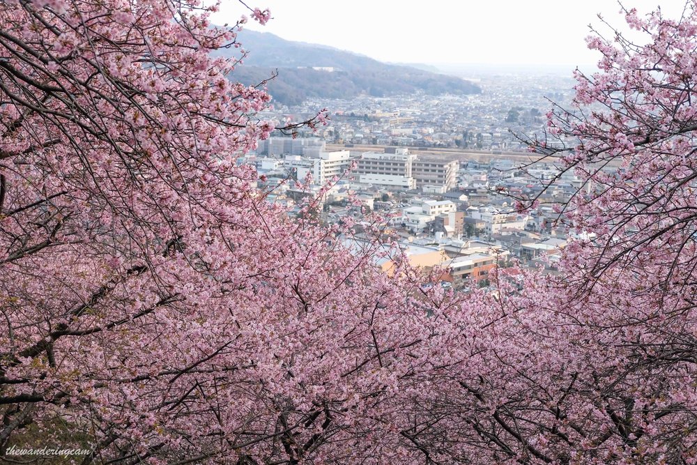 Matsuda cherry blossom festival
