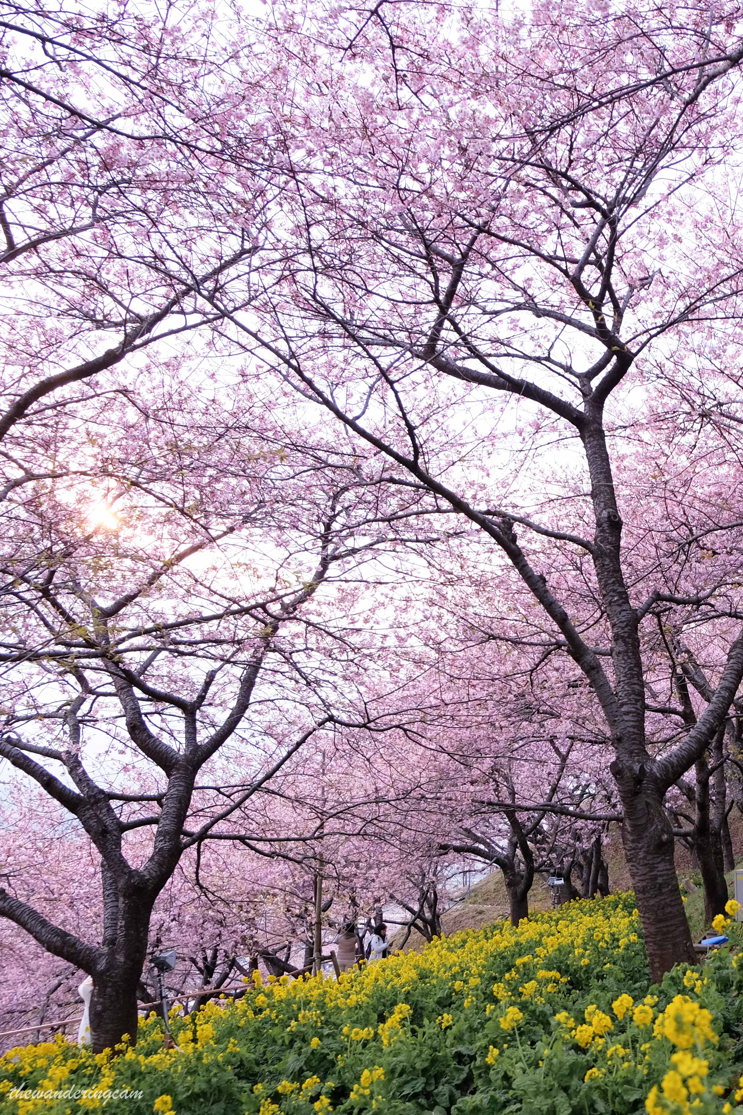 Matsuda cherry blossom festival