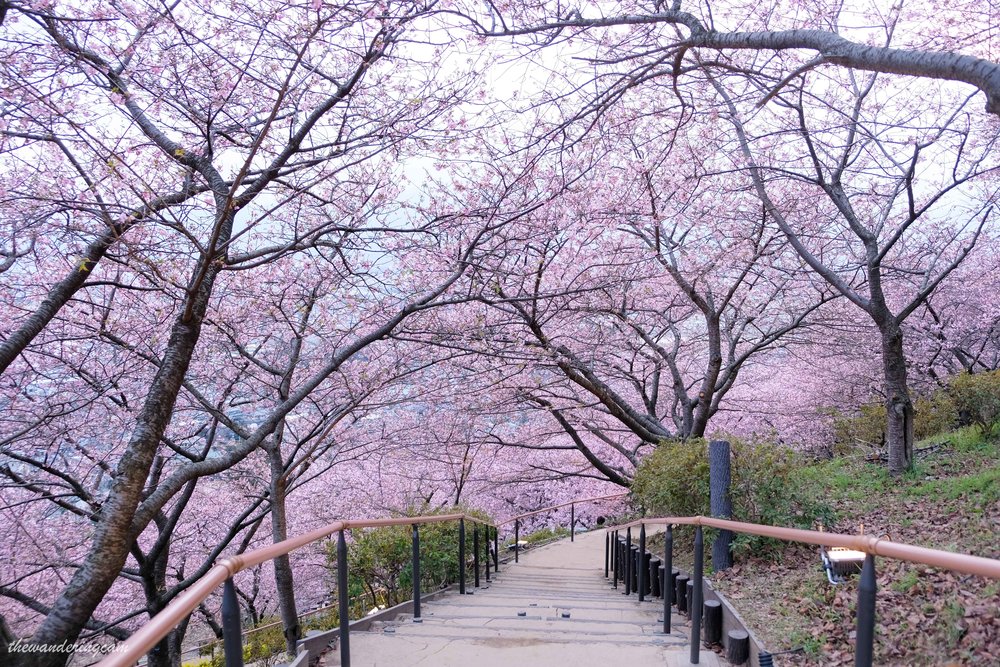 Matsuda cherry blossom festival