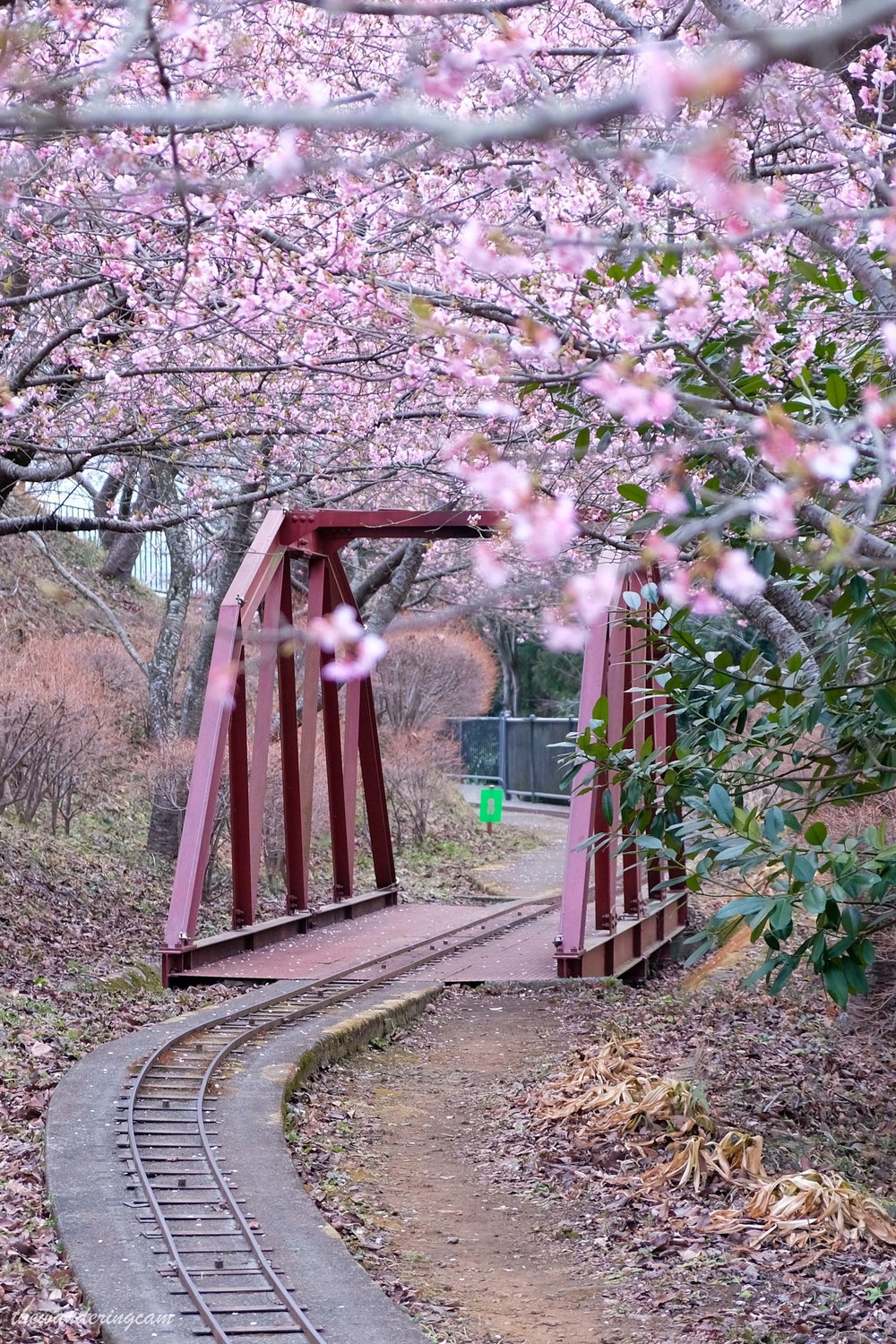 Matsuda cherry blossom festival