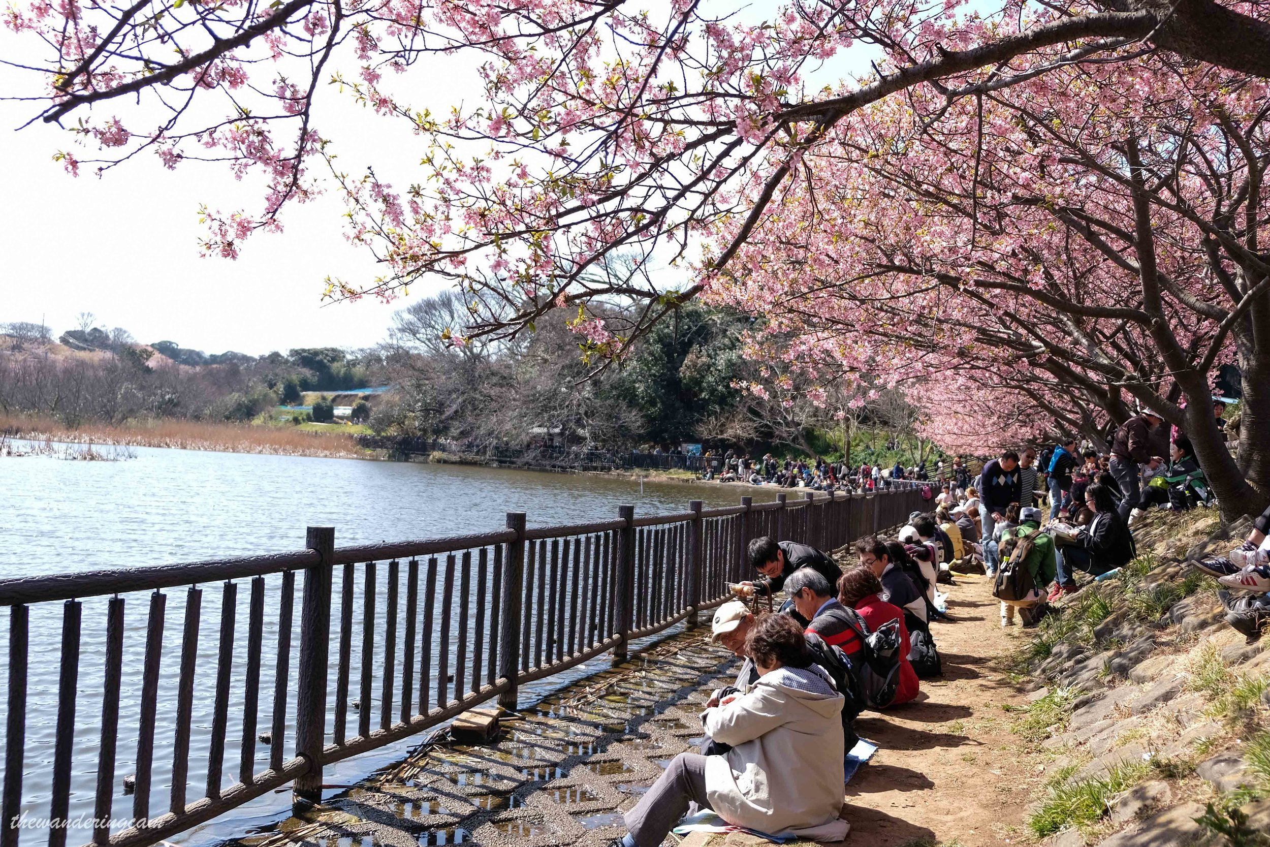 Miura kaigan sakura festival