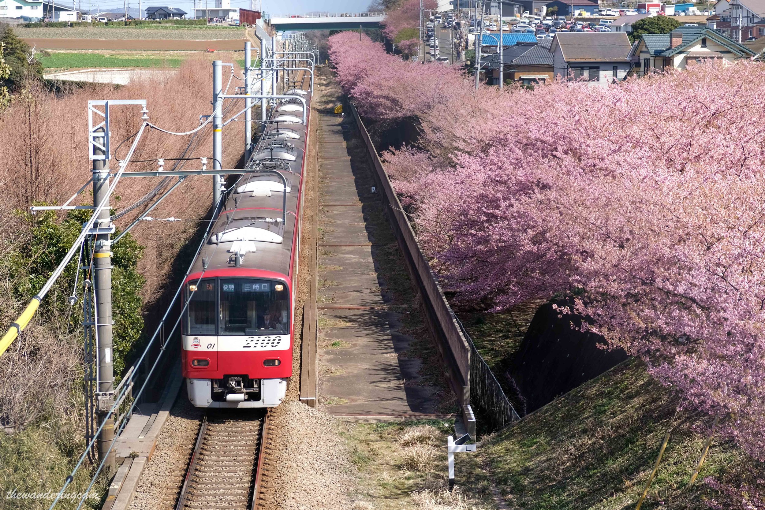 Miura kaigan sakura festival