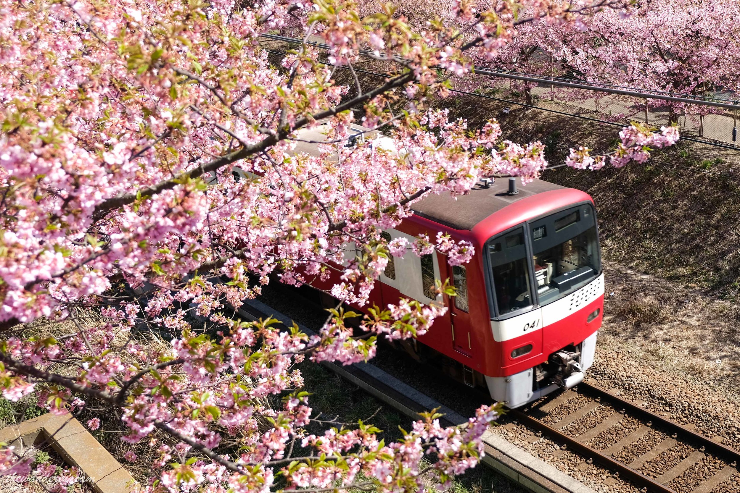 Miura kaigan sakura festival