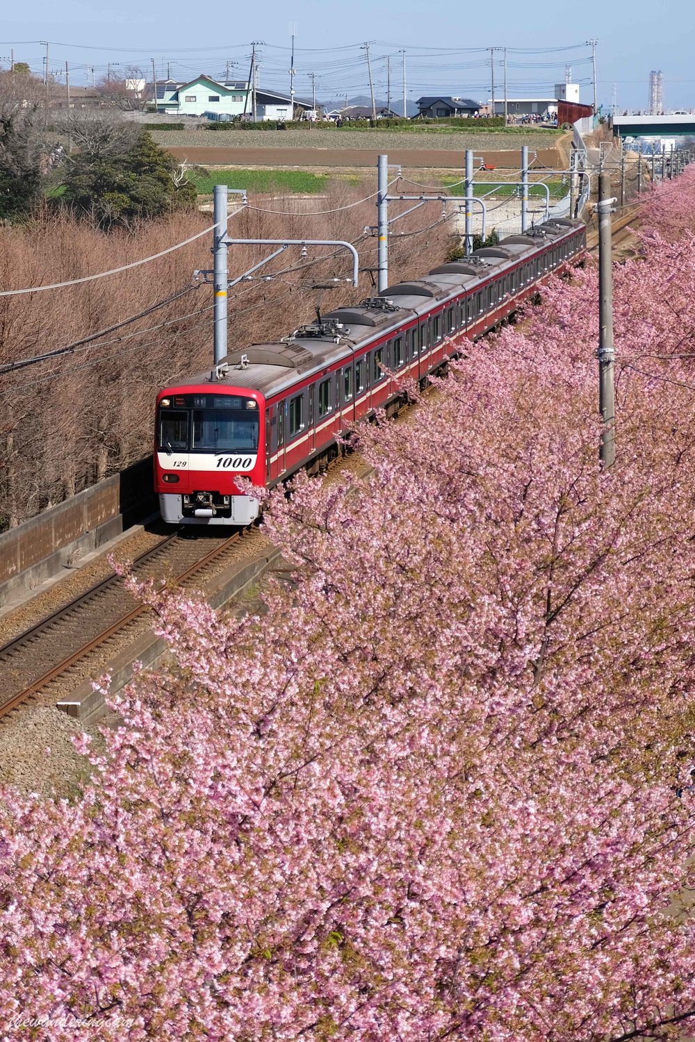 Miura kaigan sakura festival