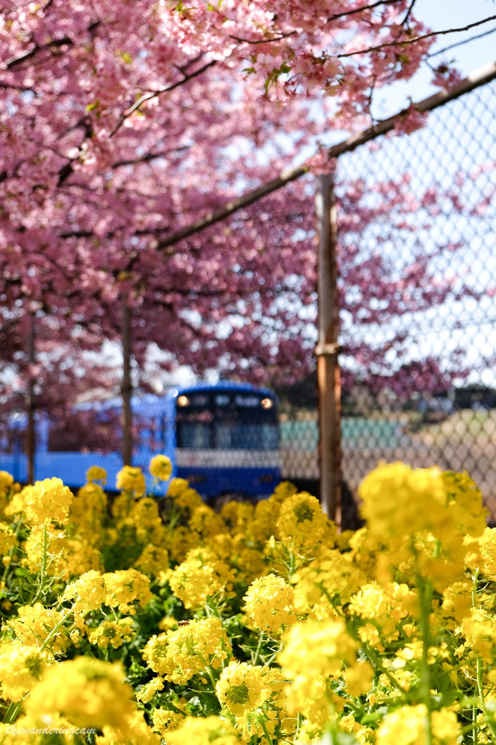 Miura kaigan sakura festival