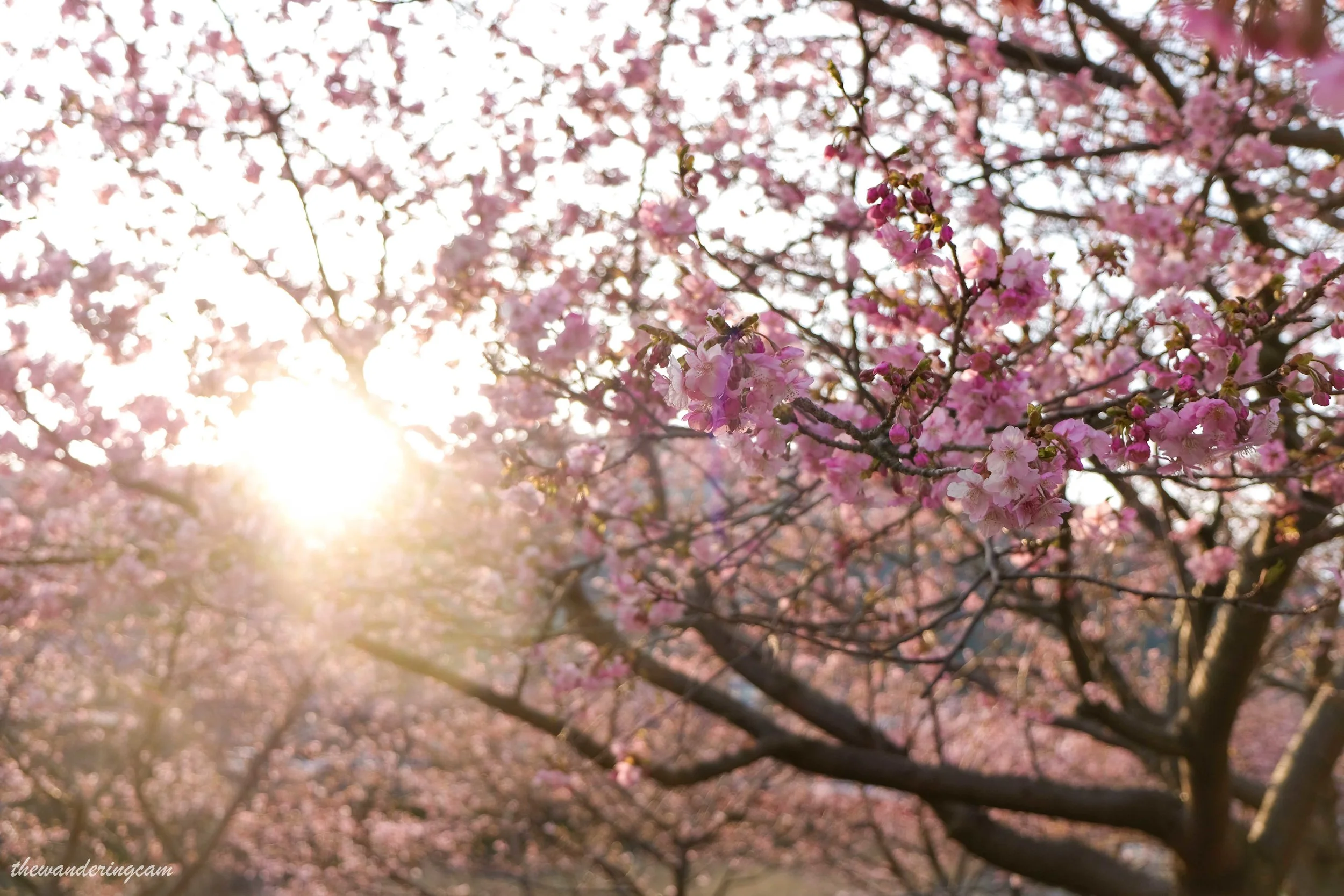 Kawazu sakura festival