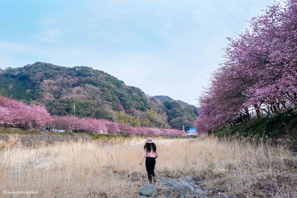 Kawazu sakura festival