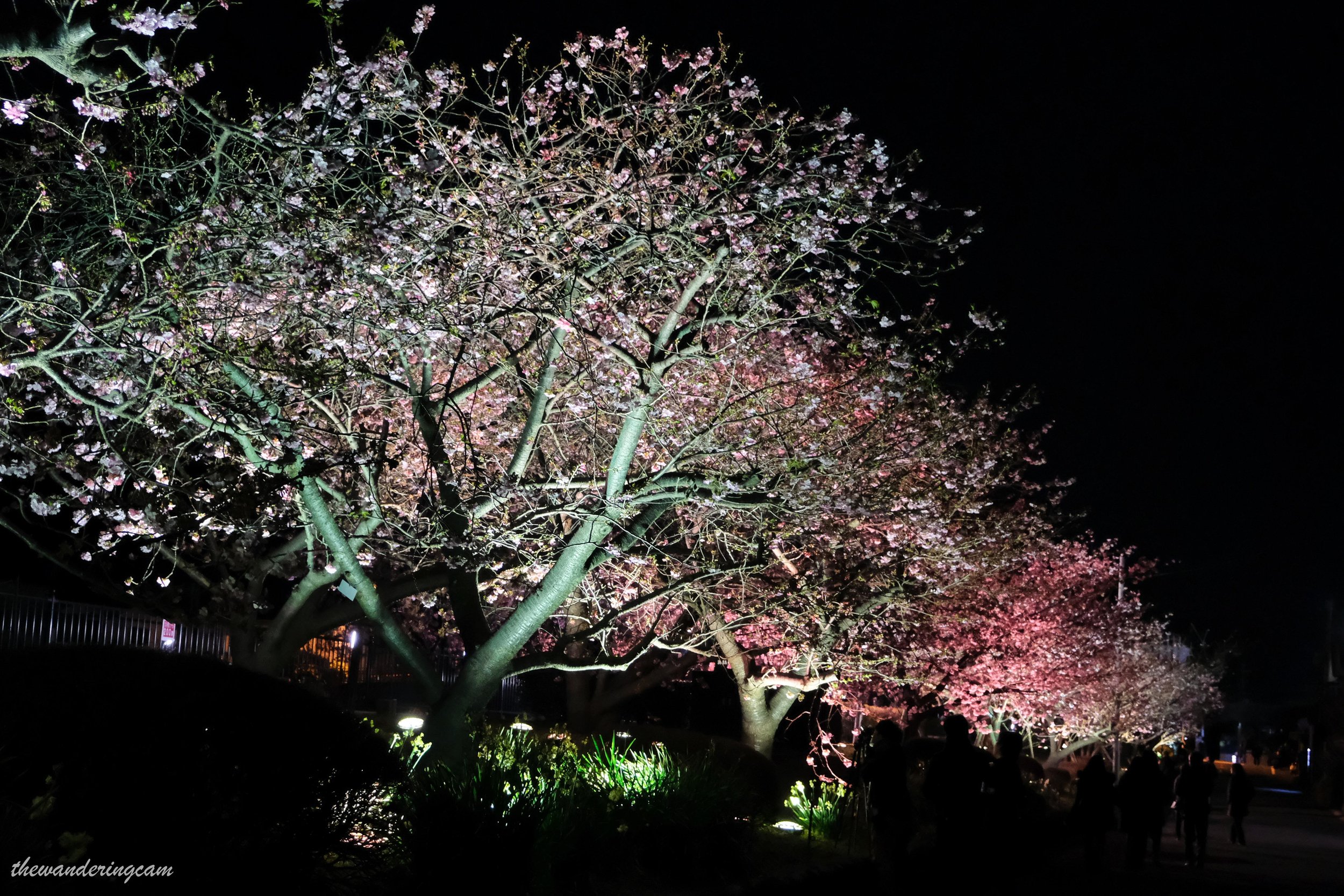 Kawazu sakura festival