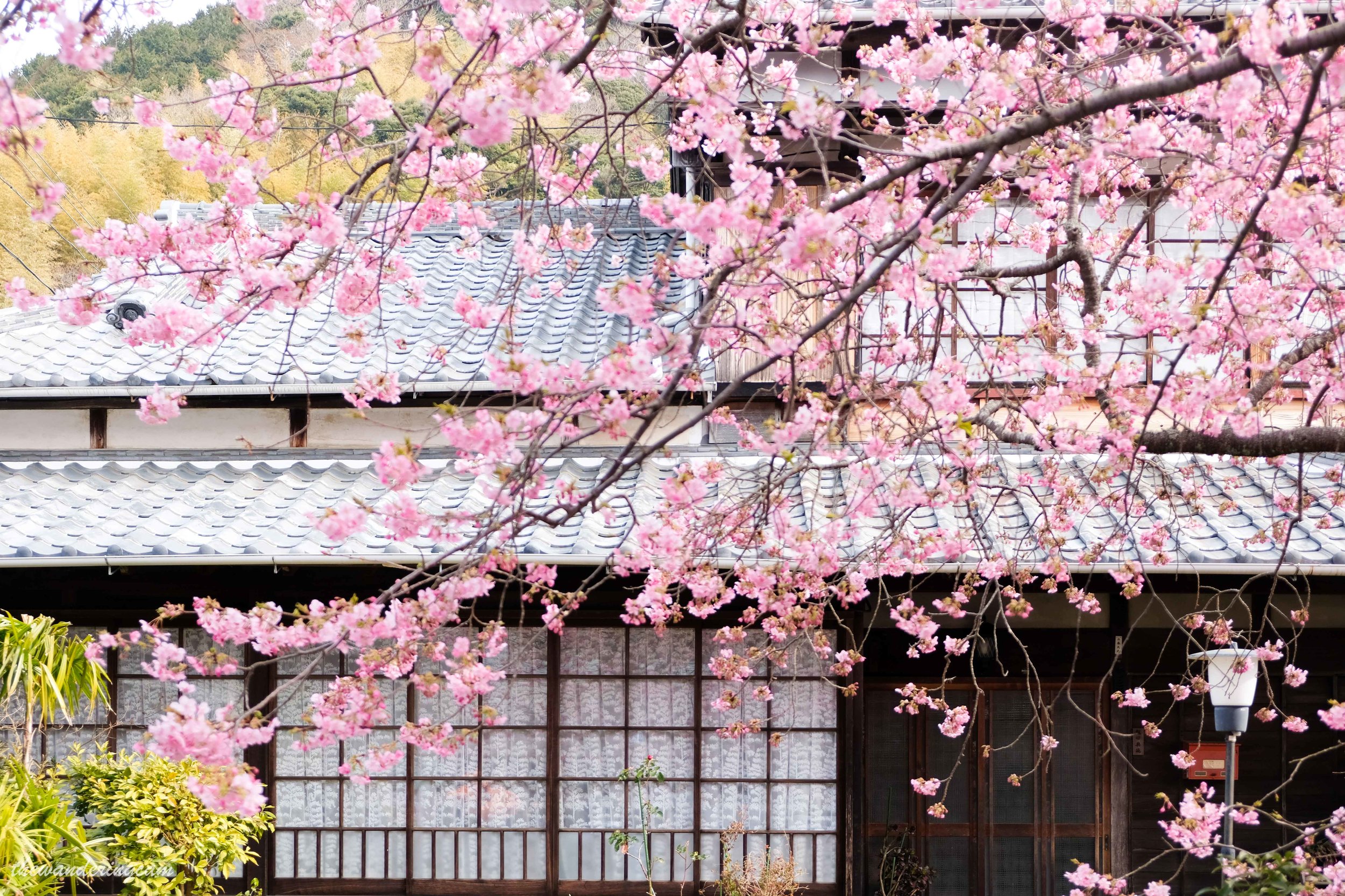 Kawazu sakura festival