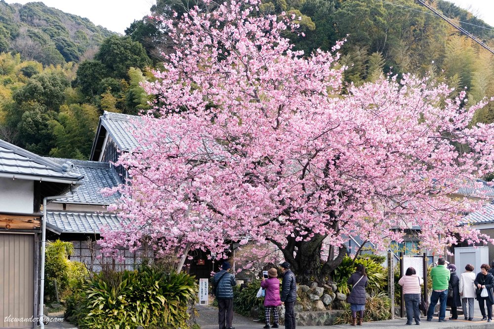 Kawazu sakura festival