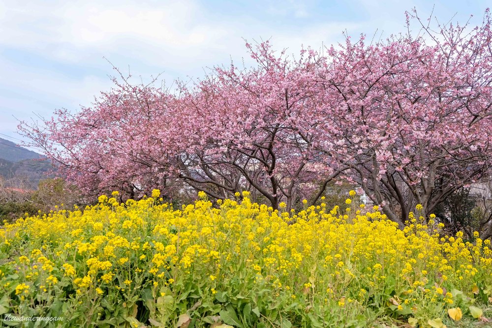 Kawazu sakura festival