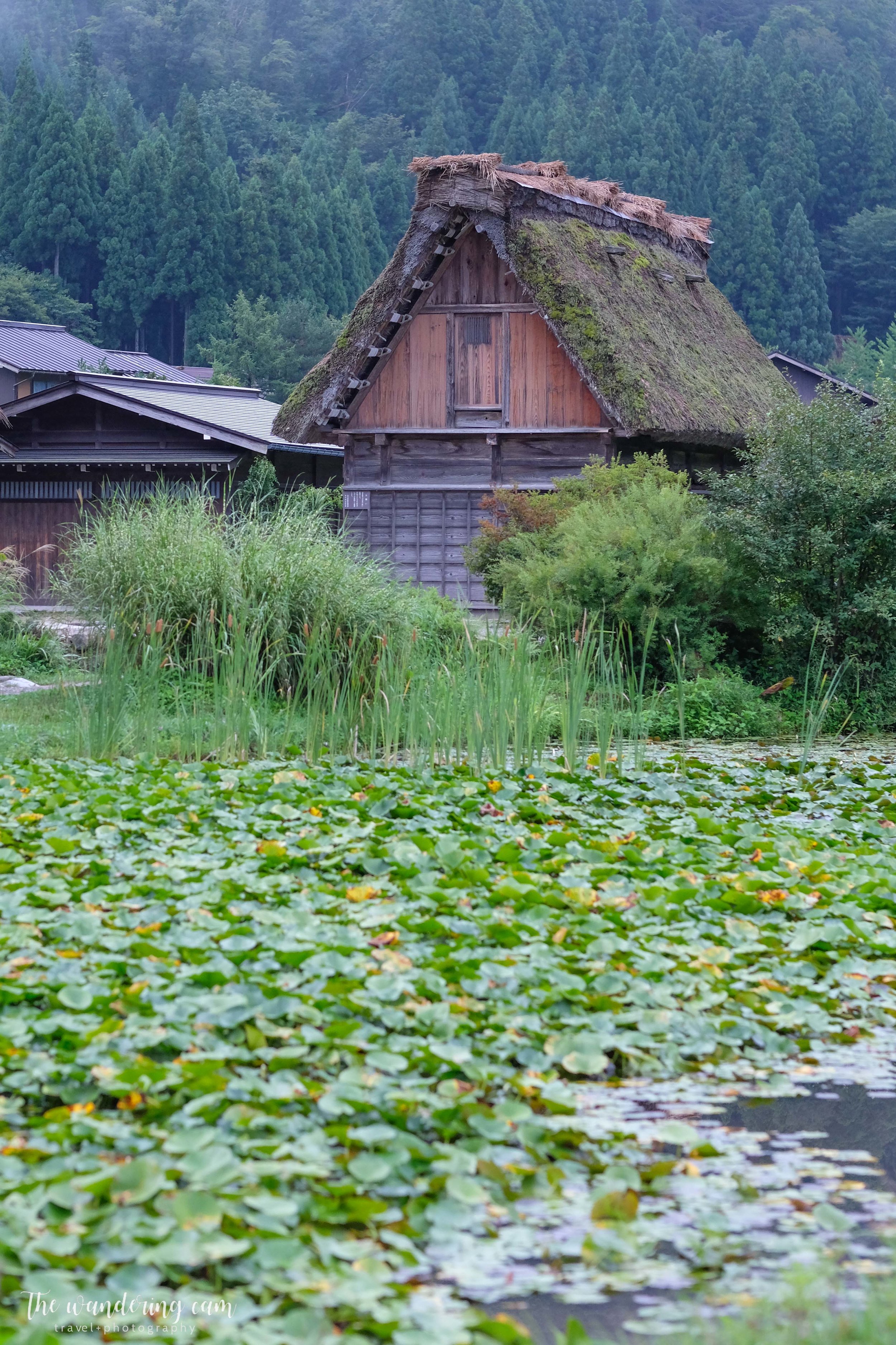  Beautiful pond of water lily pads 