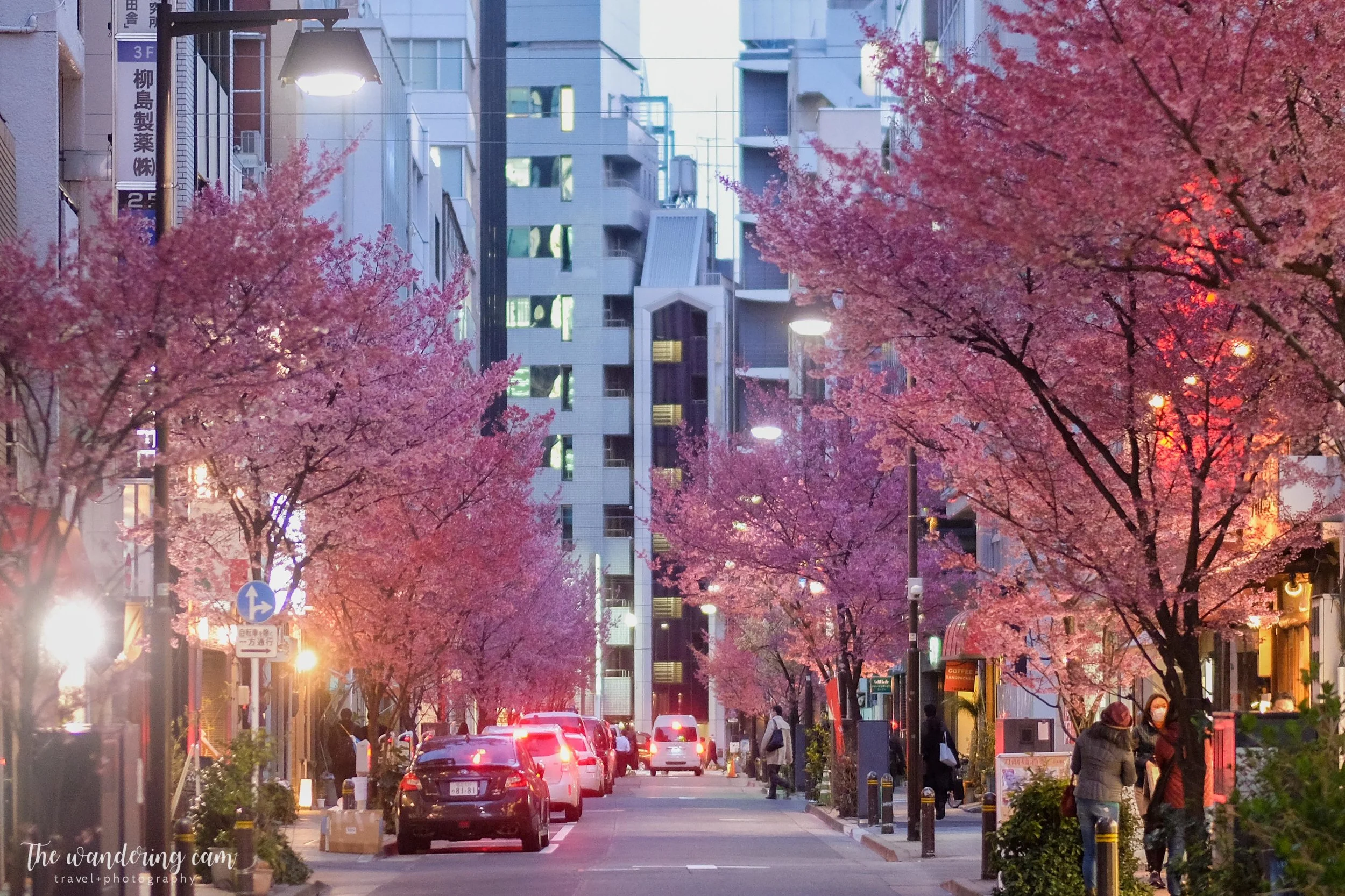 thewanderingcam_sakura_nihonbashi-4105.jpg