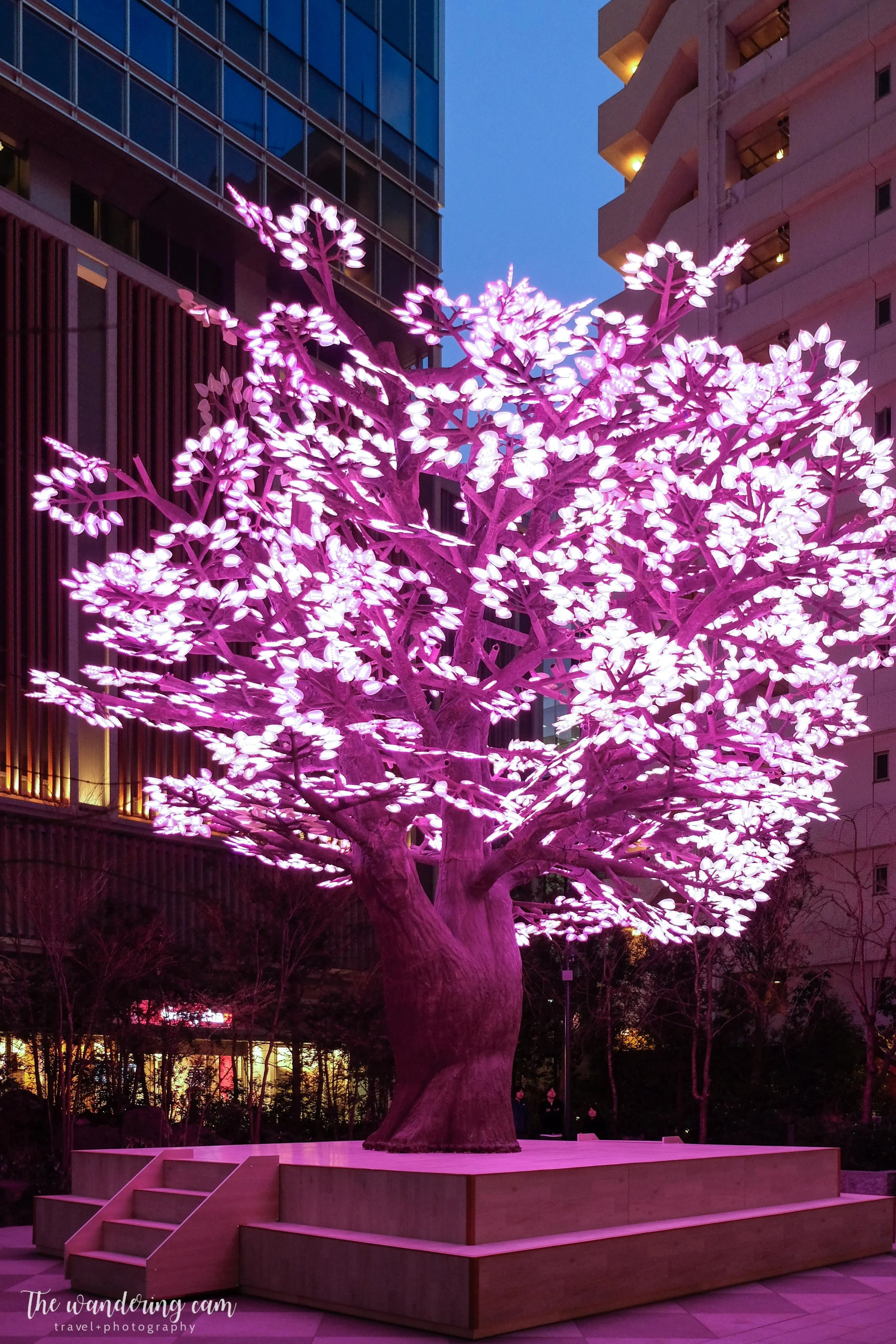 thewanderingcam_sakura_nihonbashi-4111.jpg