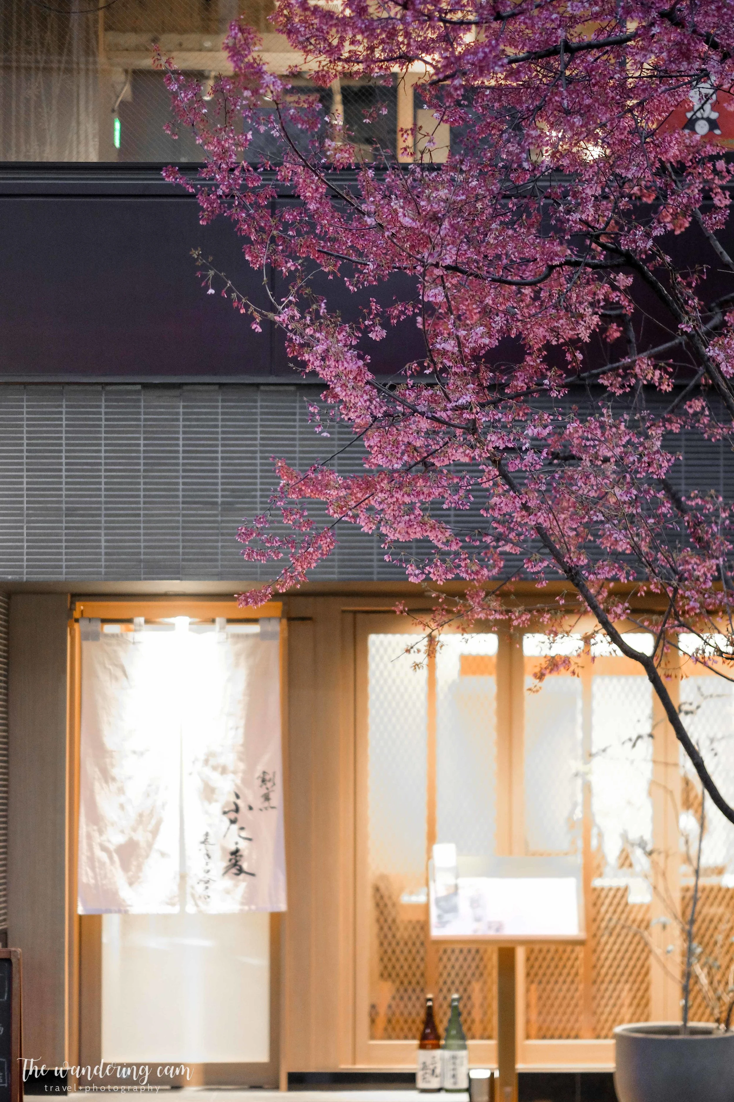 thewanderingcam_sakura_nihonbashi-4102.jpg