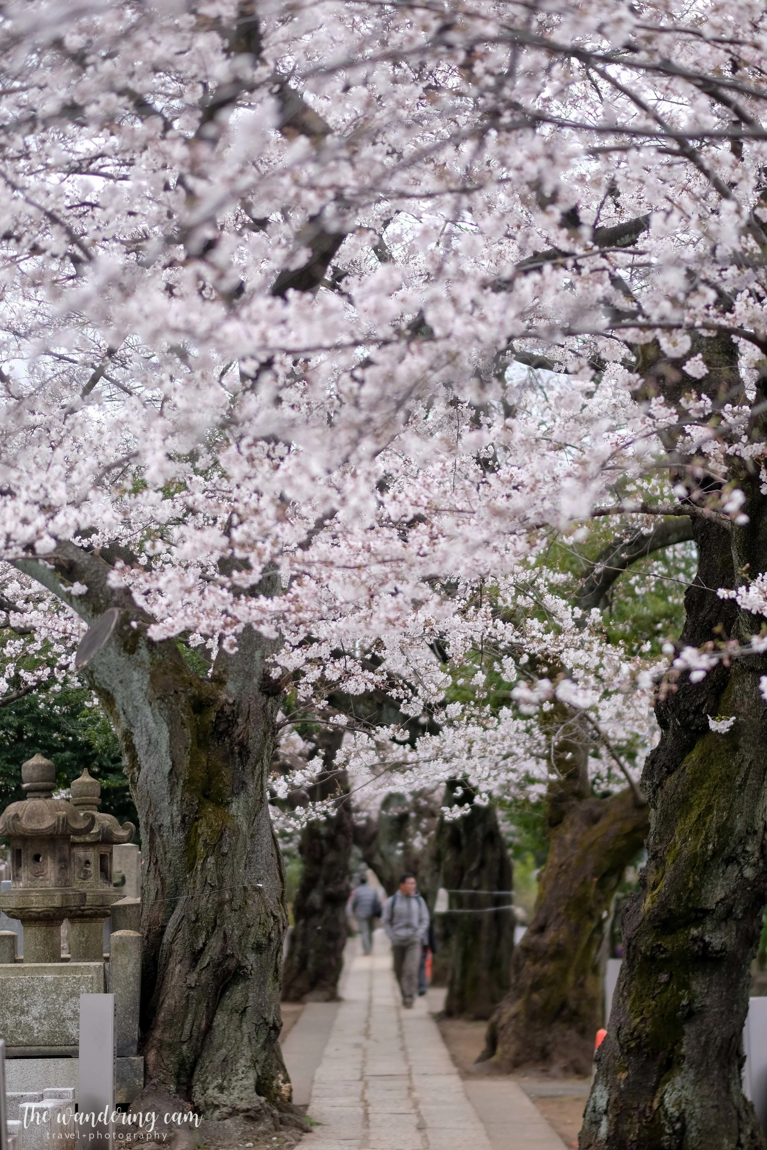 thewanderingcam_sakura_yanaka-4636.jpg