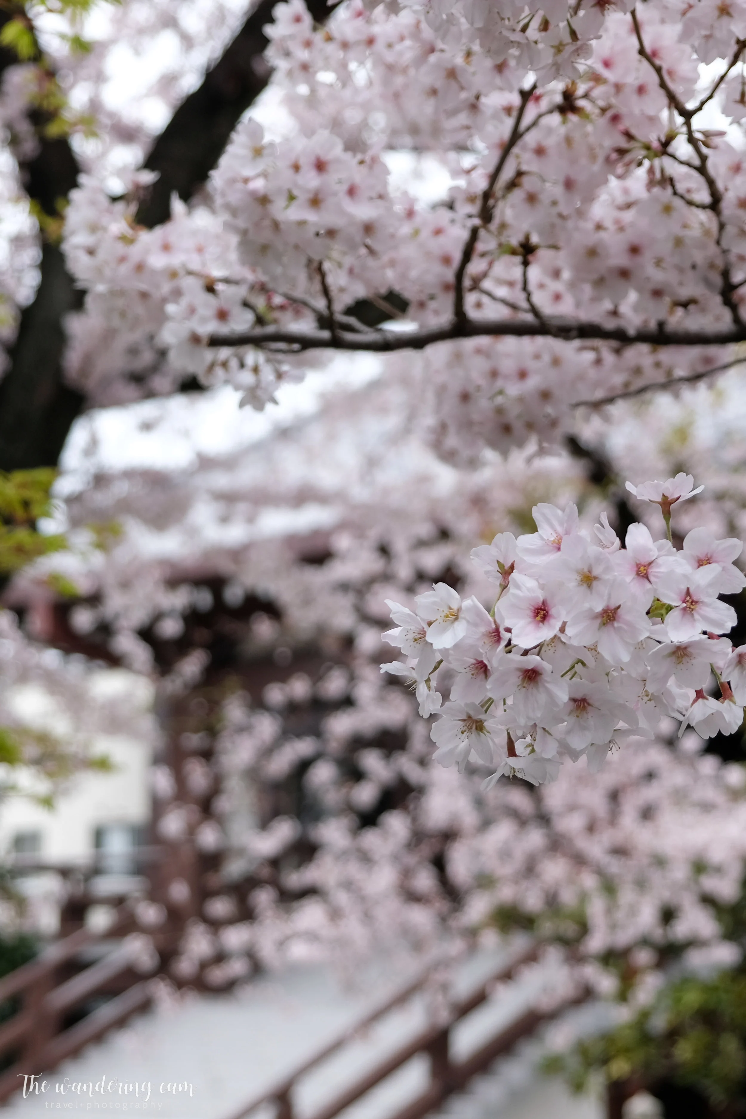 thewanderingcam_sakura_yanaka-4847.jpg
