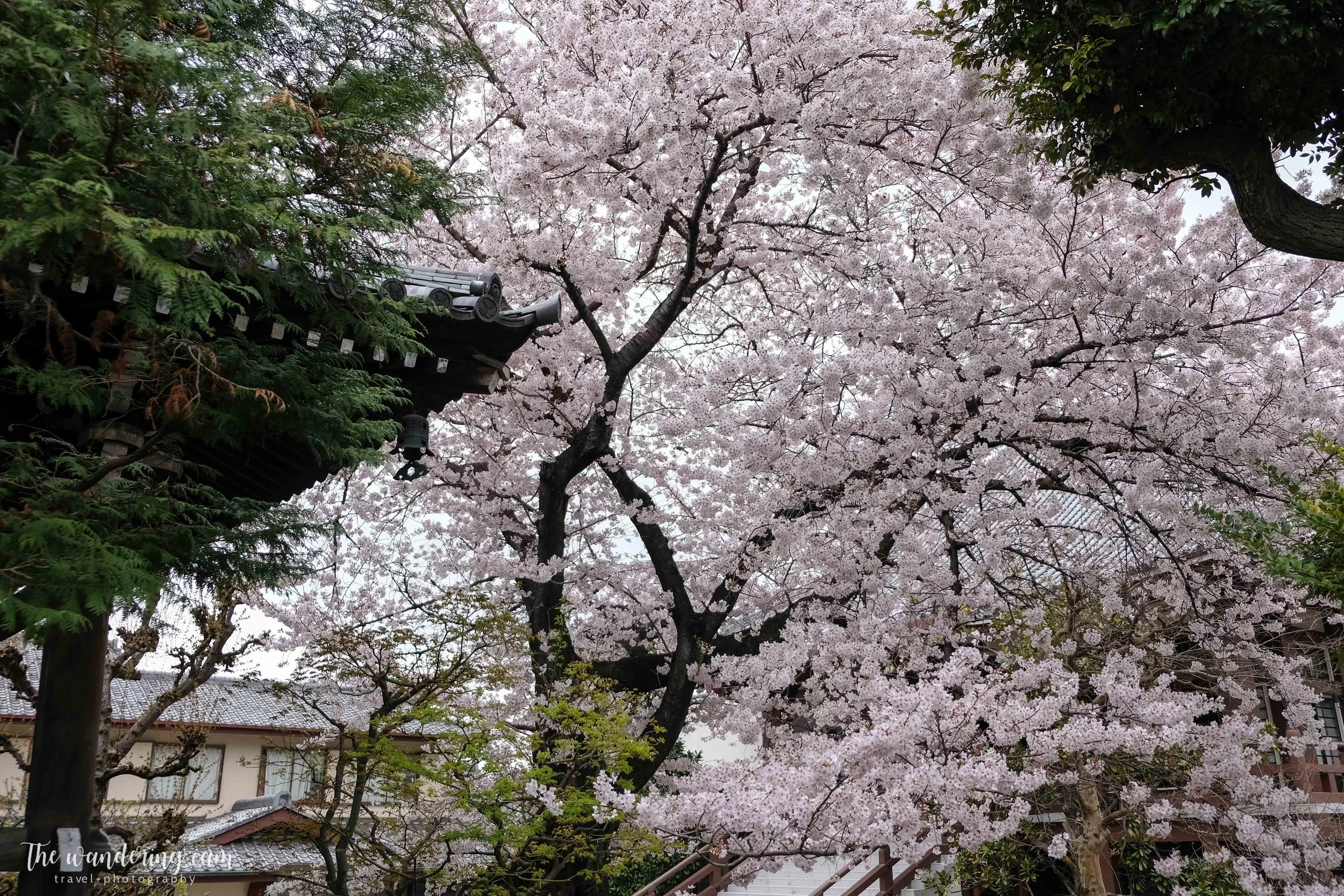 thewanderingcam_sakura_yanaka-4844.jpg