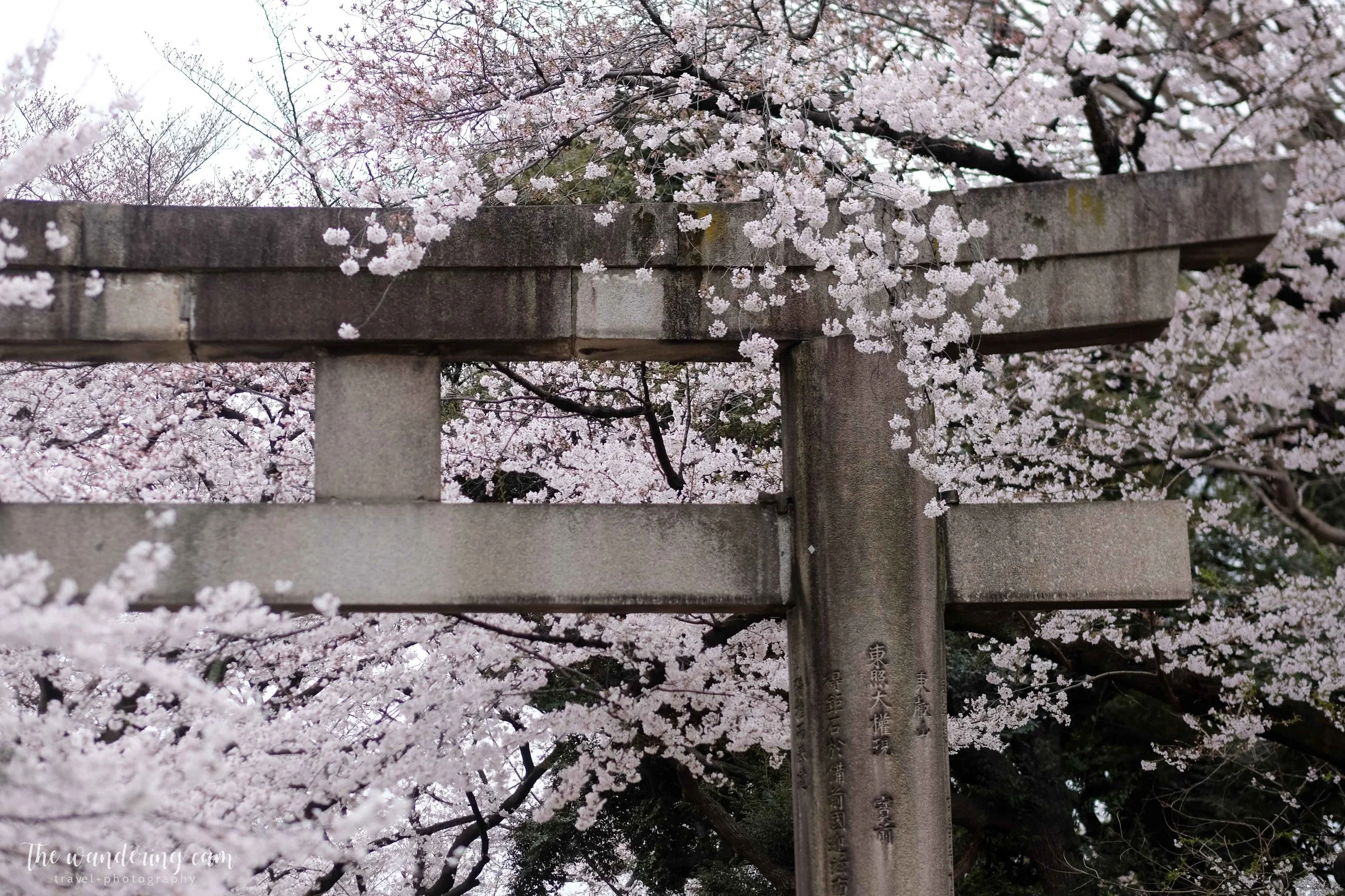 thewanderingcam_sakura_uenopark-4884.jpg