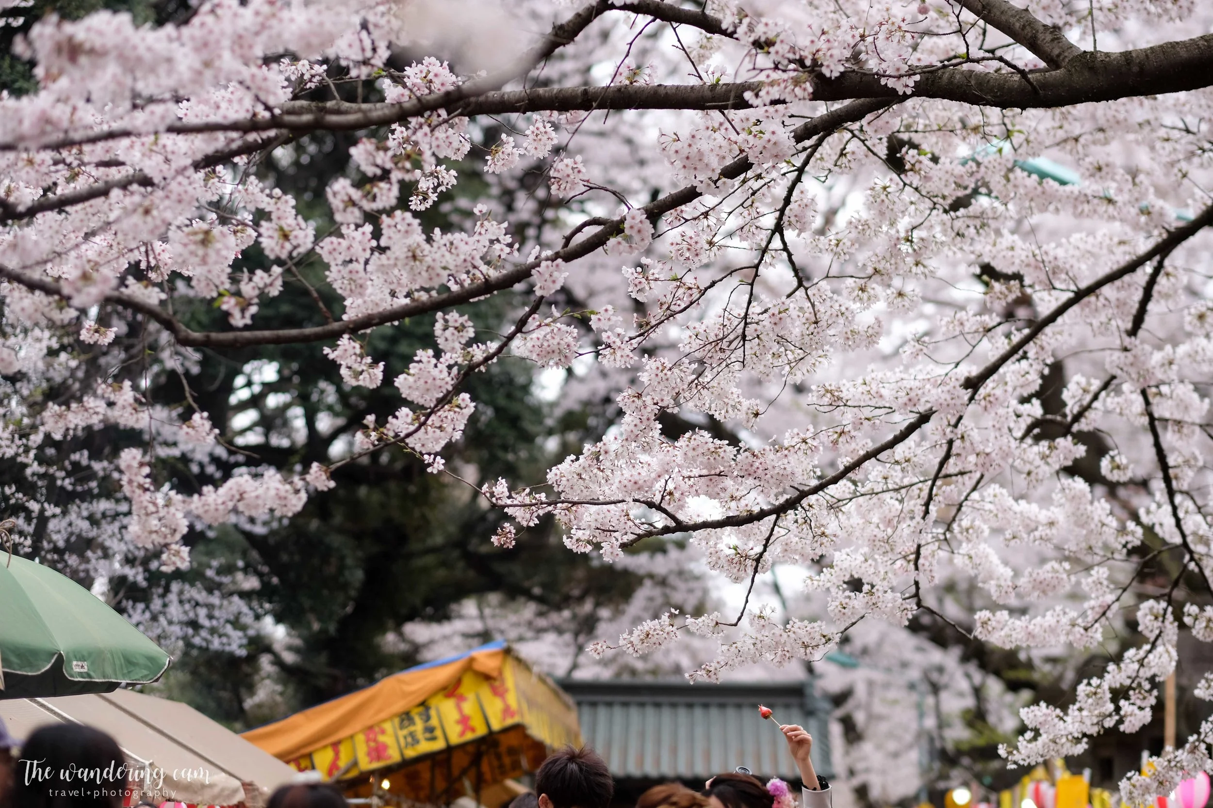 thewanderingcam_sakura_uenopark-4889.jpg