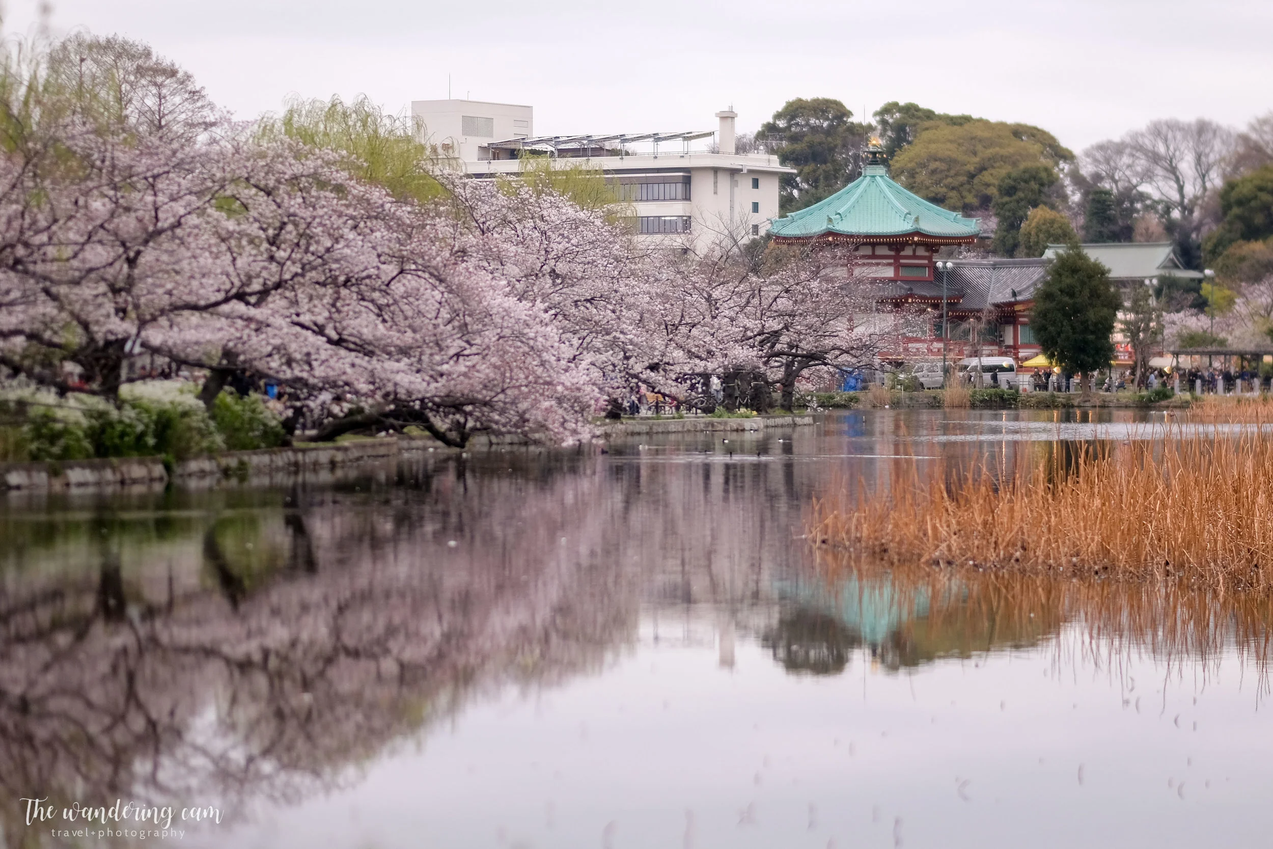 thewanderingcam_sakura_uenopark-5022.jpg