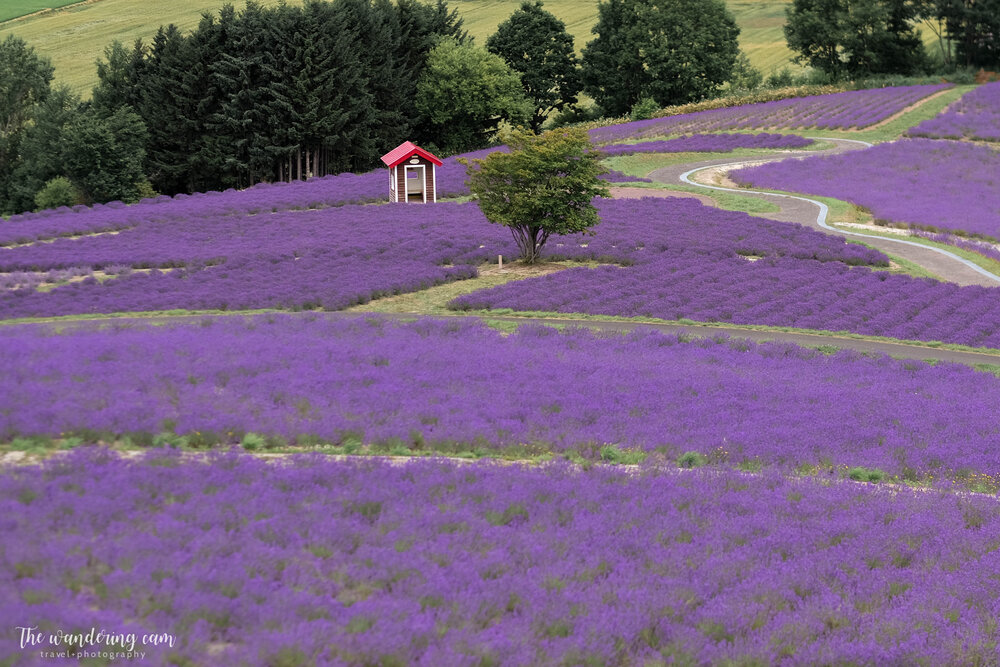 hokkaido-summer-lavender-fields-1757.jpg