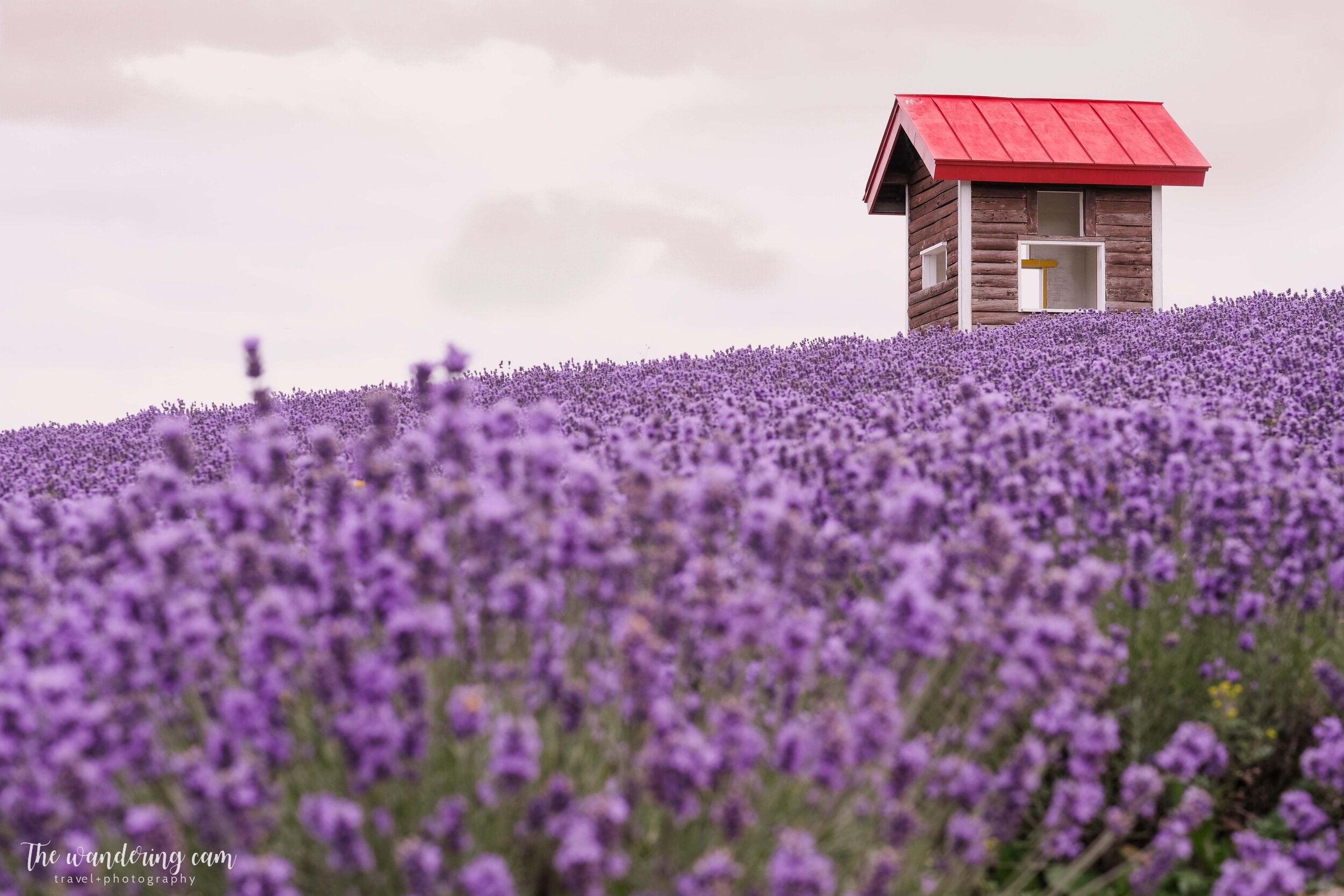 hokkaido-summer-lavender-fields-1801.jpg