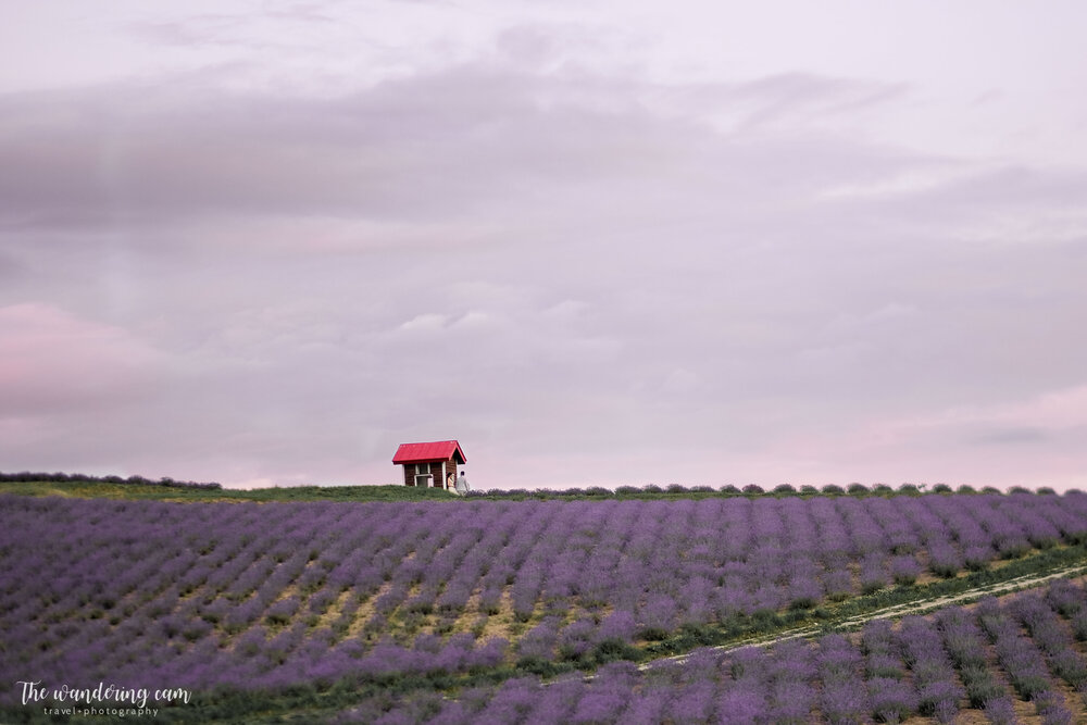 hokkaido-summer-lavender-fields-2036.jpg