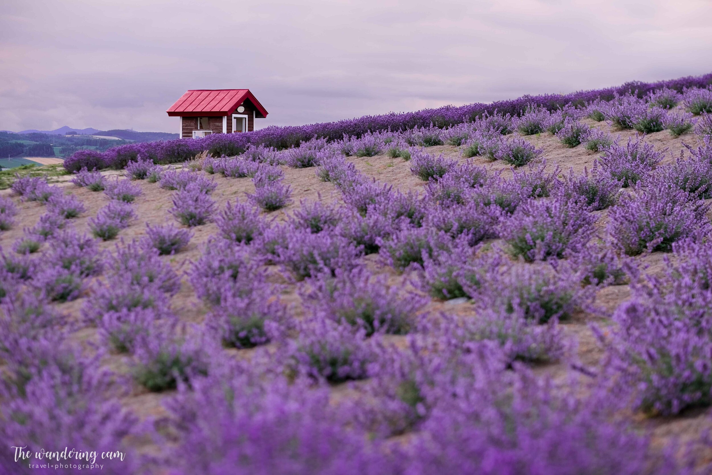 hokkaido-summer-lavender-fields-2055.jpg