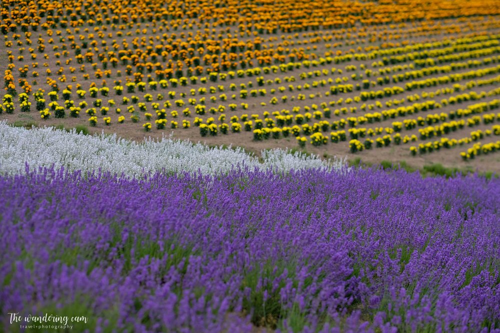 hokkaido-summer-lavender-fields-1980.jpg