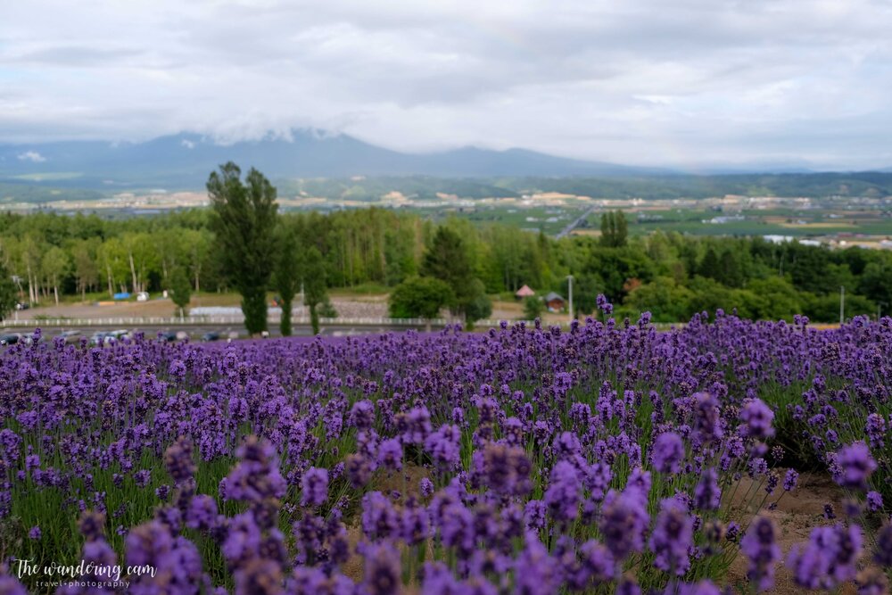 hokkaido-summer-lavender-fields-1985.jpg