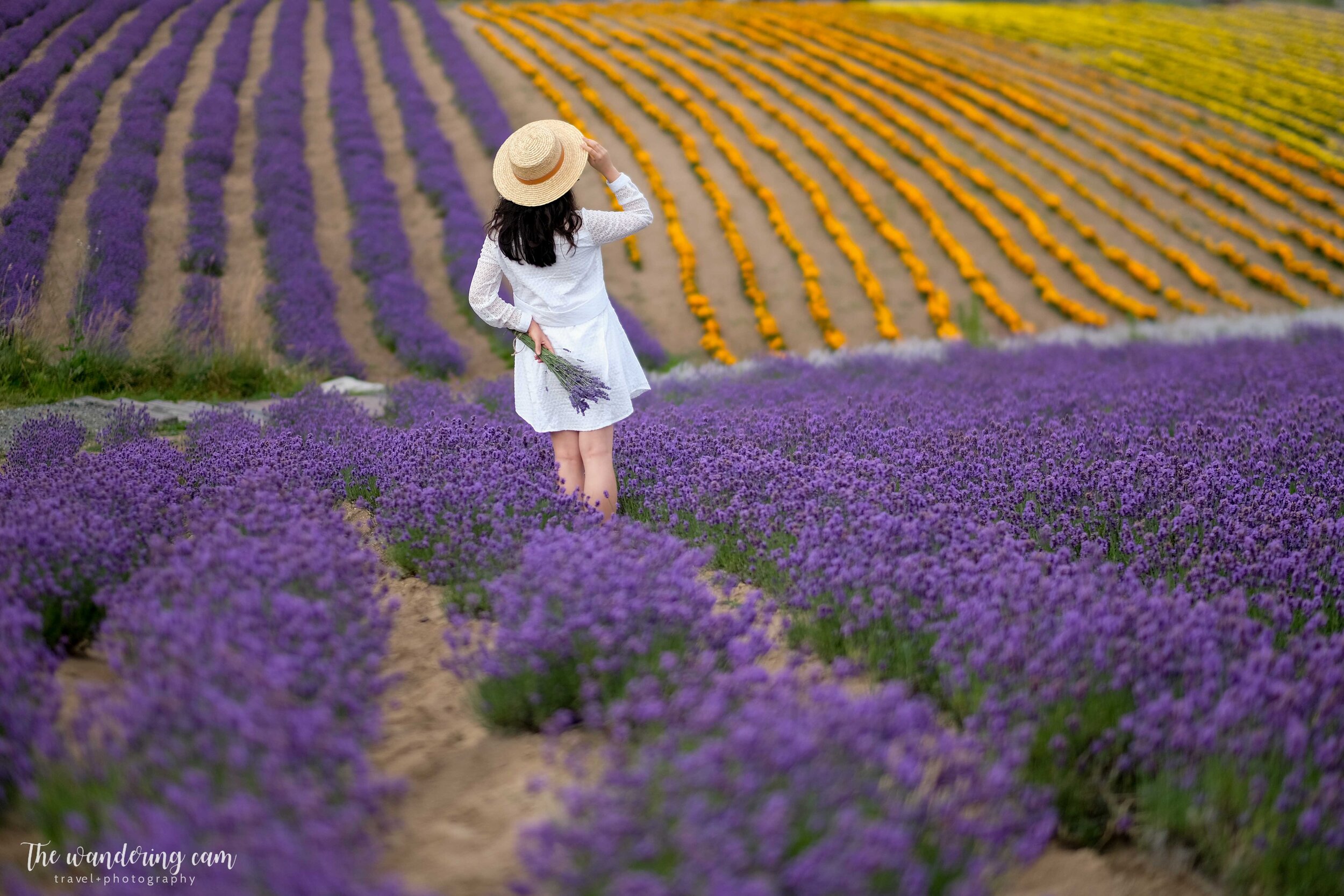 hokkaido-summer-lavender-fields-1997.jpg