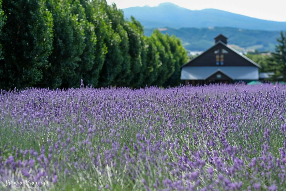 hokkaido-lavender-tomita-farm-2116.jpg