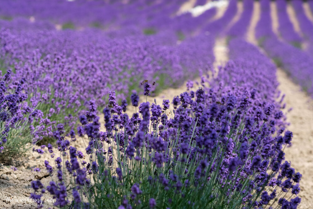hokkaido-lavender-tomita-farm-2258.jpg