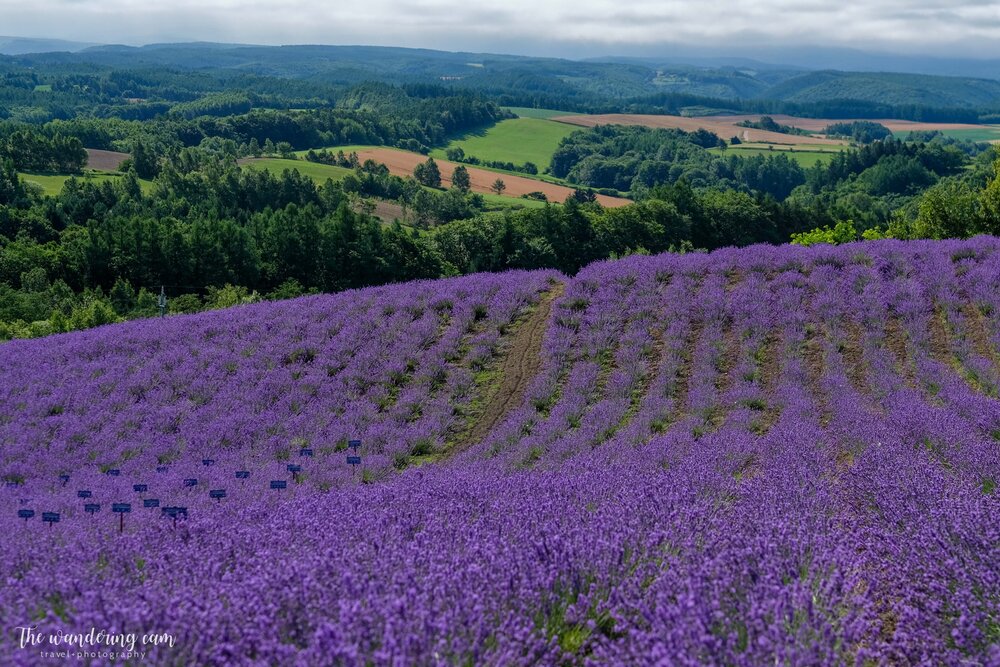hokkaido-lavender-tomita-farm-2110.jpg
