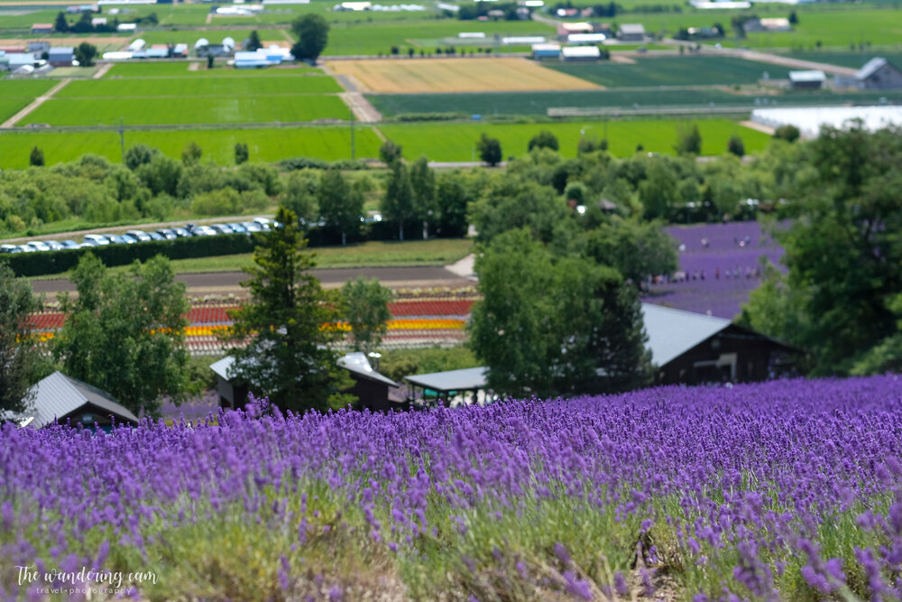 hokkaido-lavender-tomita-farm-2246.jpg