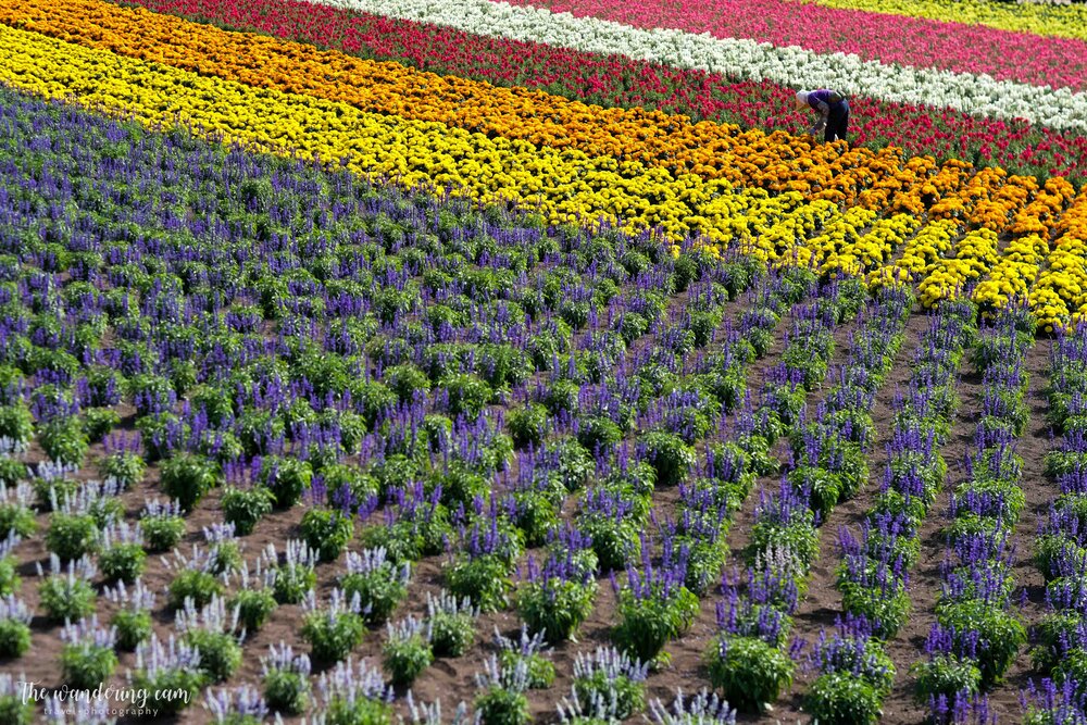 hokkaido-lavender-tomita-farm-2139.jpg