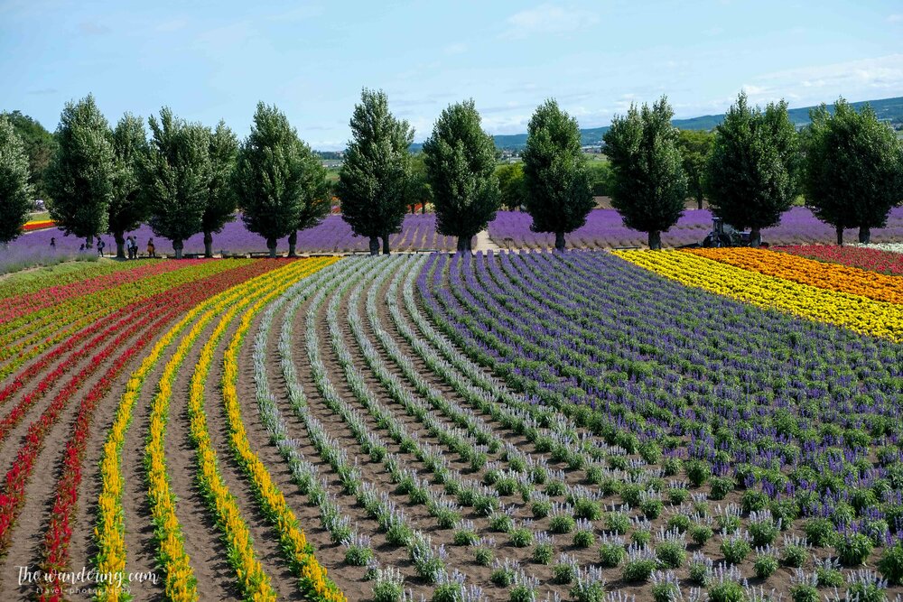 hokkaido-lavender-tomita-farm-2145.jpg