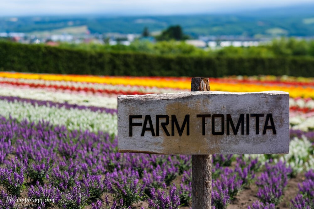hokkaido-lavender-tomita-farm-2244.jpg