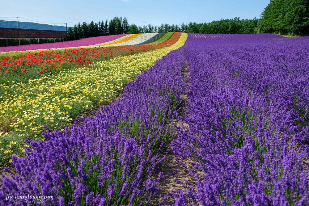 hokkaido-lavender-tomita-farm-2156.jpg