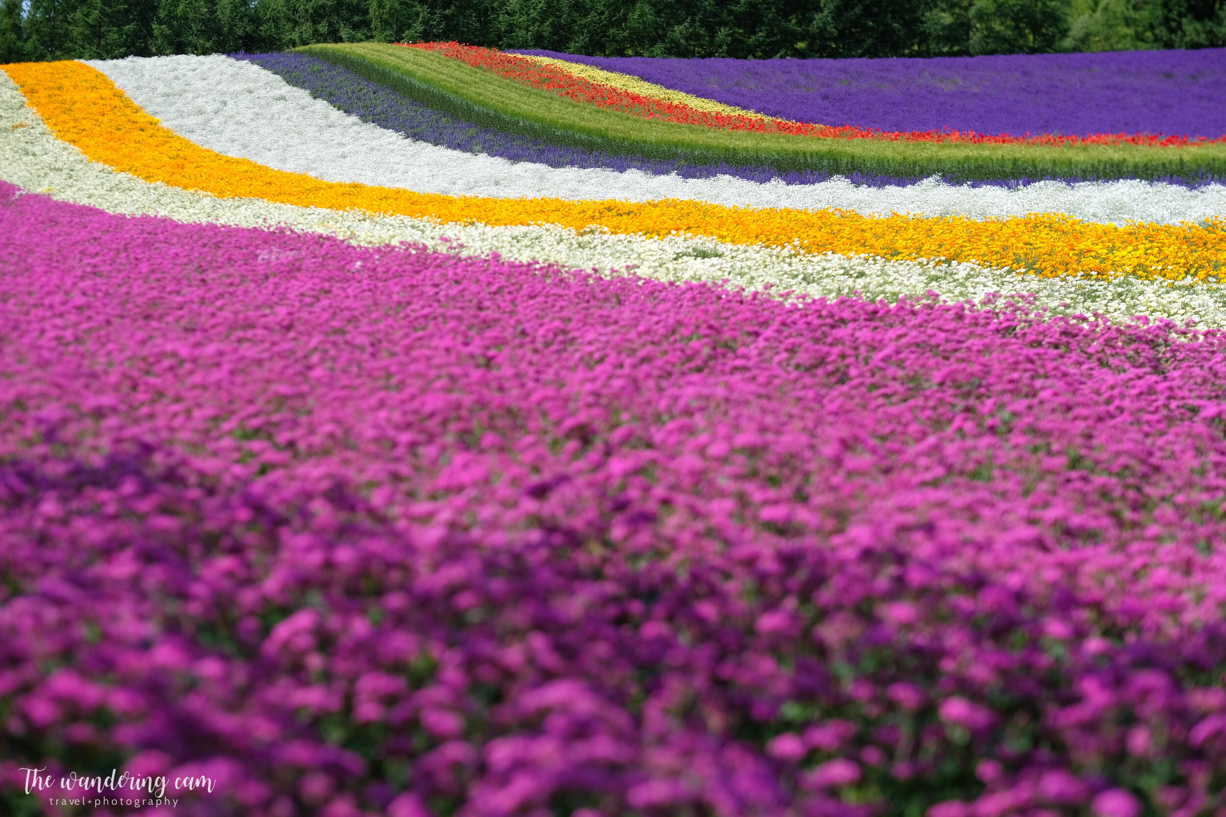 hokkaido-lavender-tomita-farm-2152.jpg