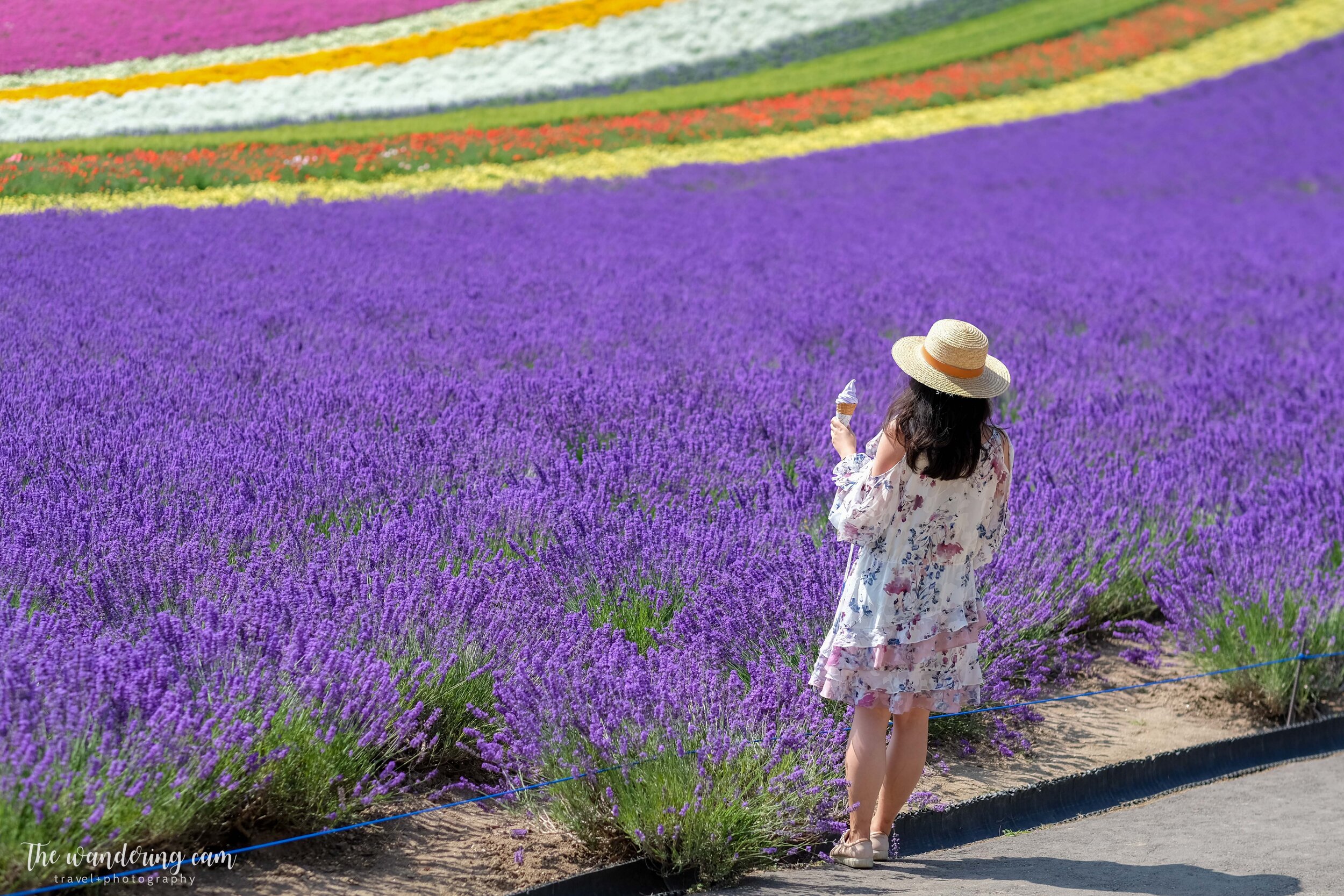 hokkaido-lavender-tomita-farm-2166.jpg