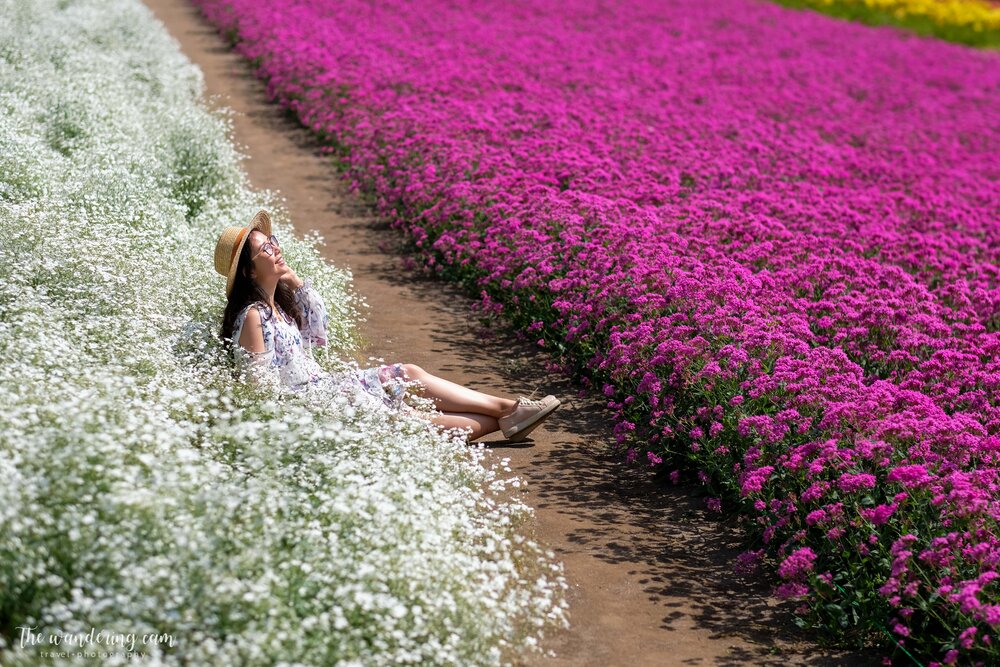 hokkaido-lavender-tomita-farm-2185.jpg