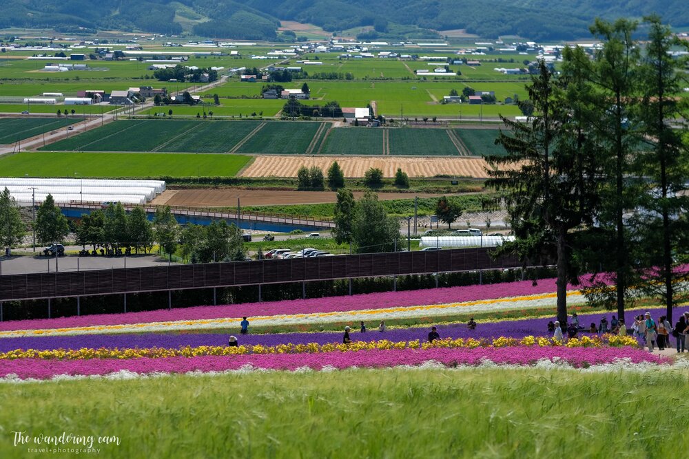 hokkaido-lavender-tomita-farm-2196.jpg