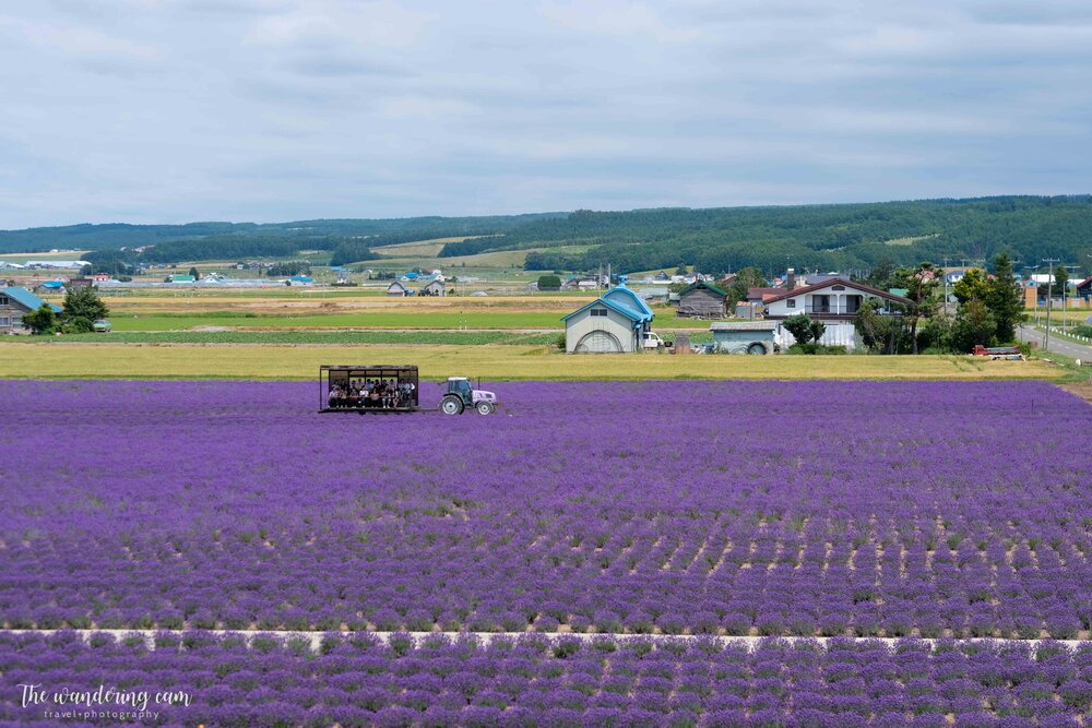 hokkaido-lavender-tomita-farm-2277.jpg