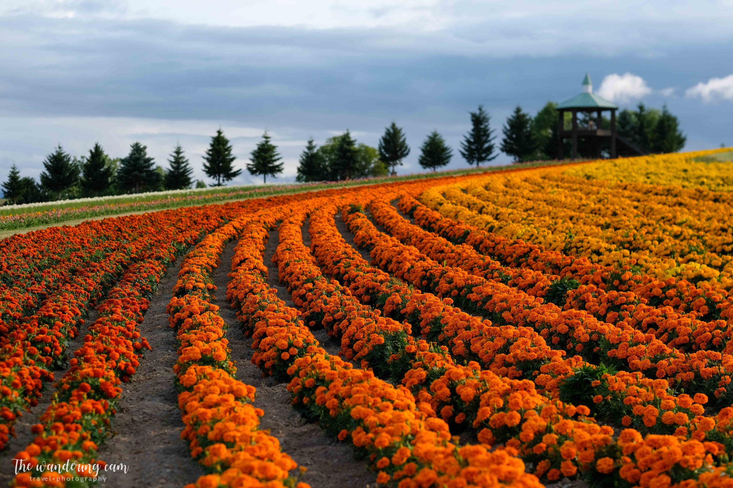 hokkaido-summer-flower-fields-2016.jpg