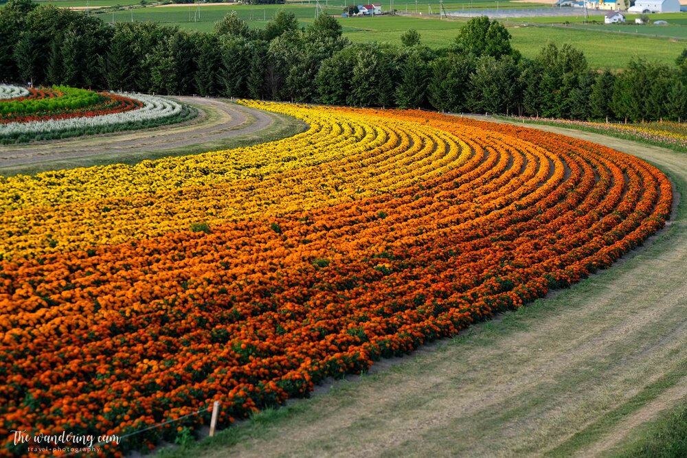 hokkaido-summer-flower-fields-2025.jpg