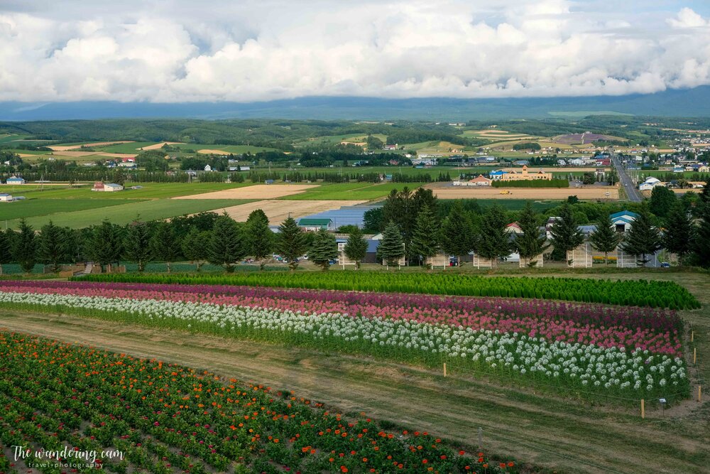 hokkaido-summer-flower-fields-2027.jpg