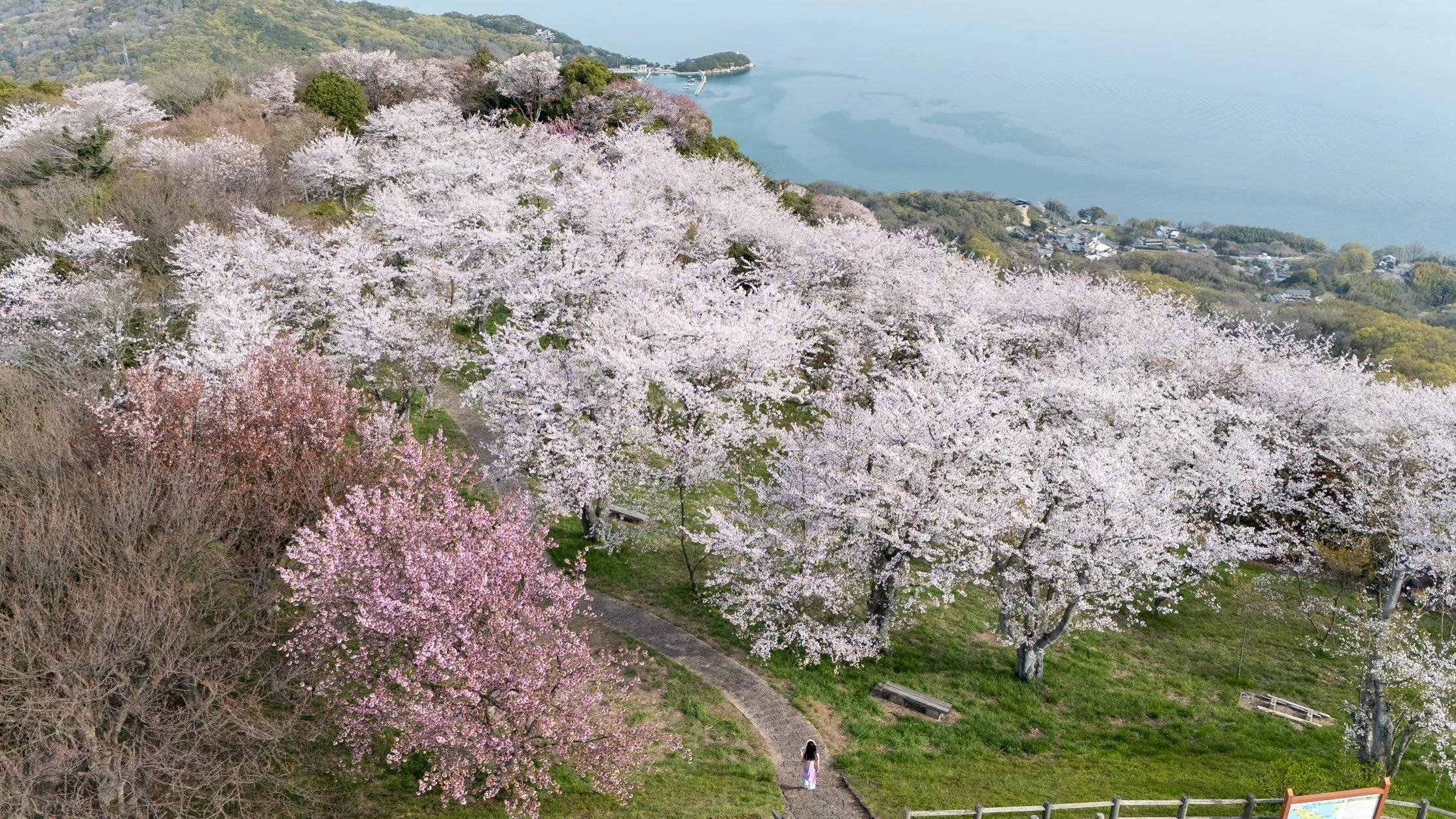 Cherry Blossoms Hideaway: Urashima Village